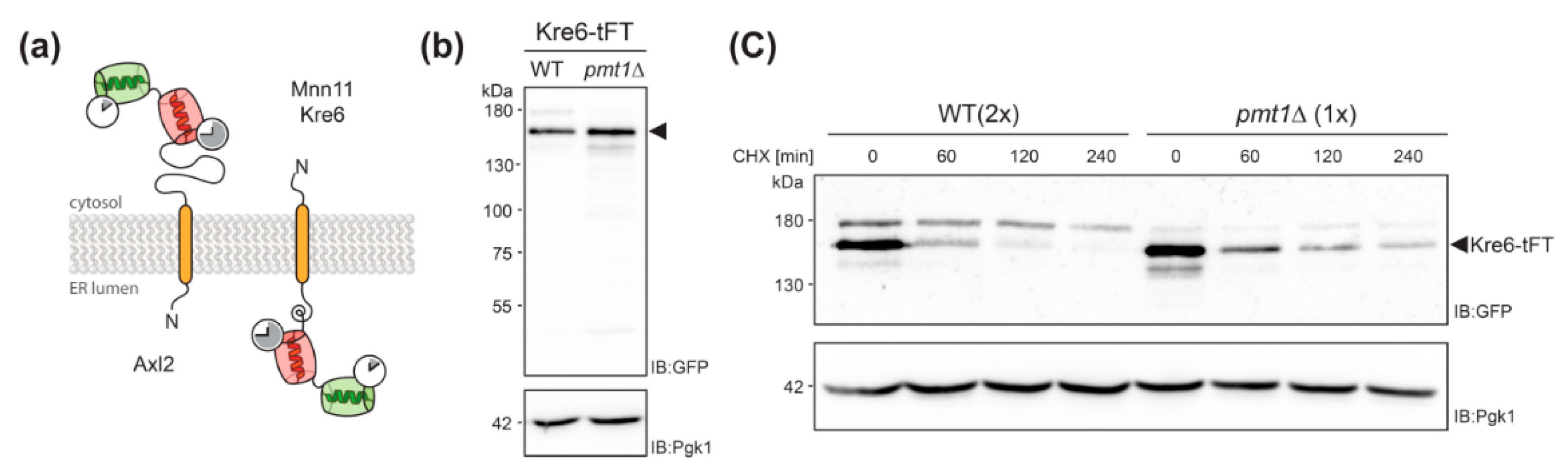 Molecules 23 02622 g005