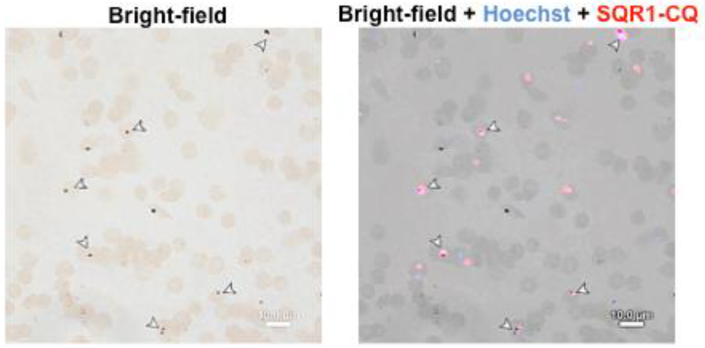 Molecules 23 02635 g005