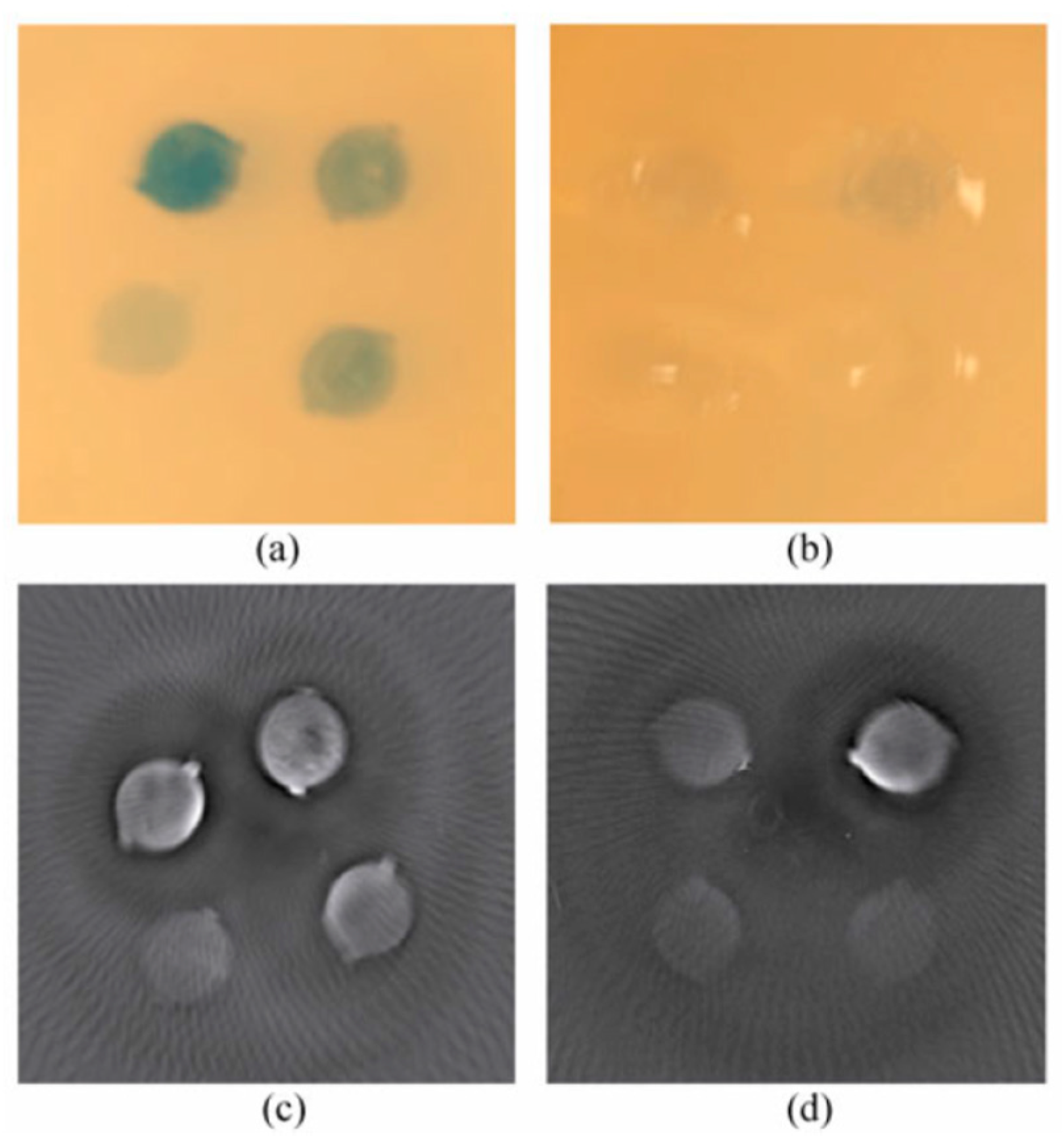 Molecules 23 02766 g004