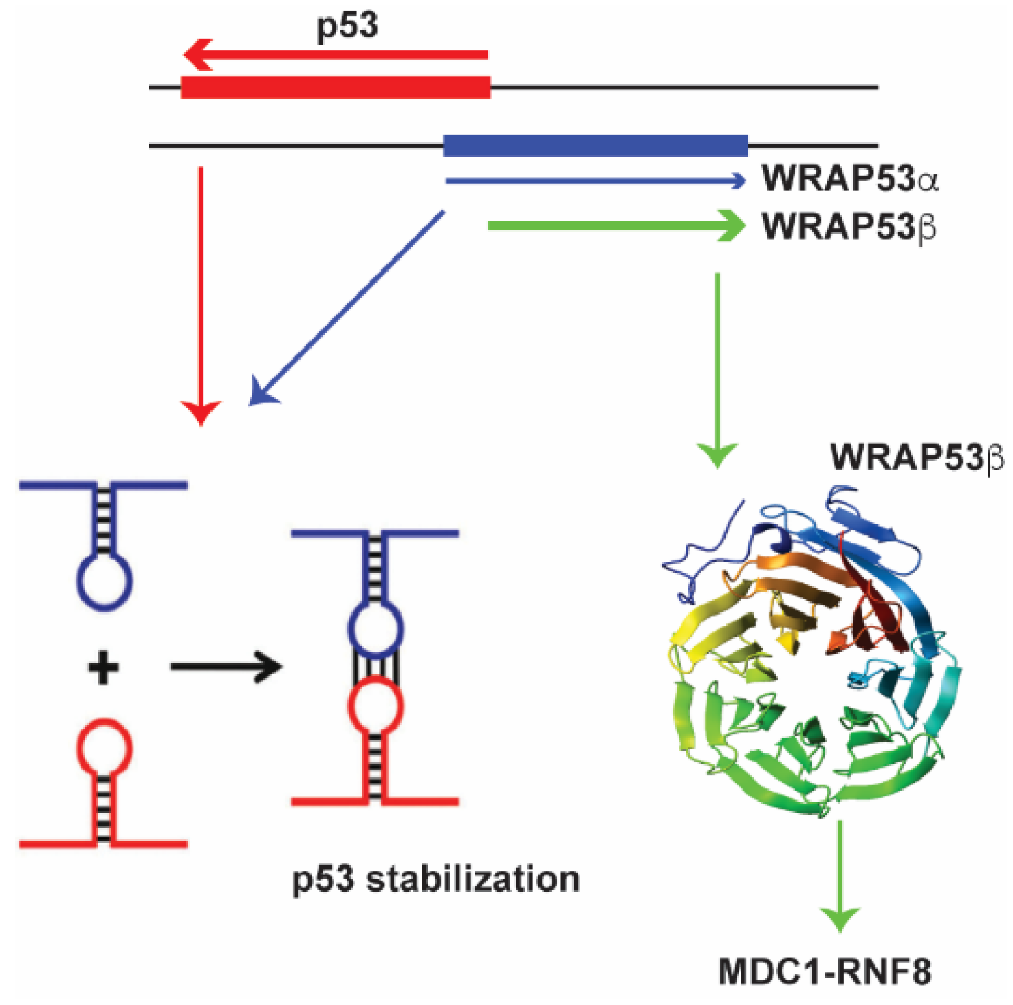 Molecules 23 02789 g001