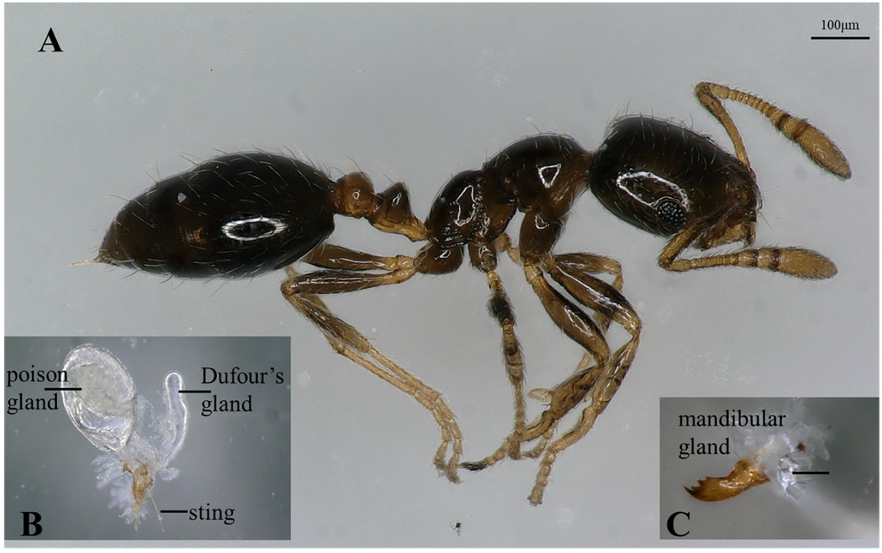 Molecules 23 02838 g003