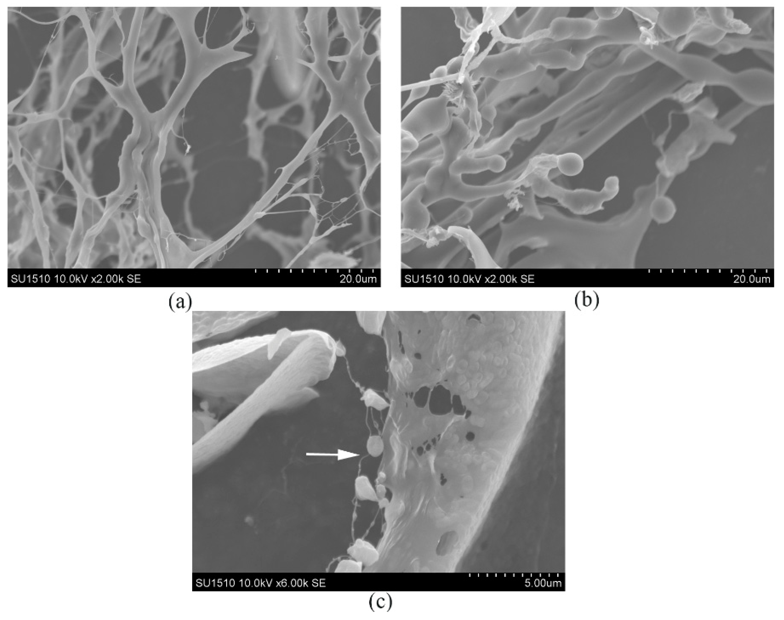 Molecules 23 02898 g005