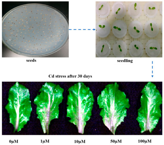 Molecules 23 02930 g0a1 550