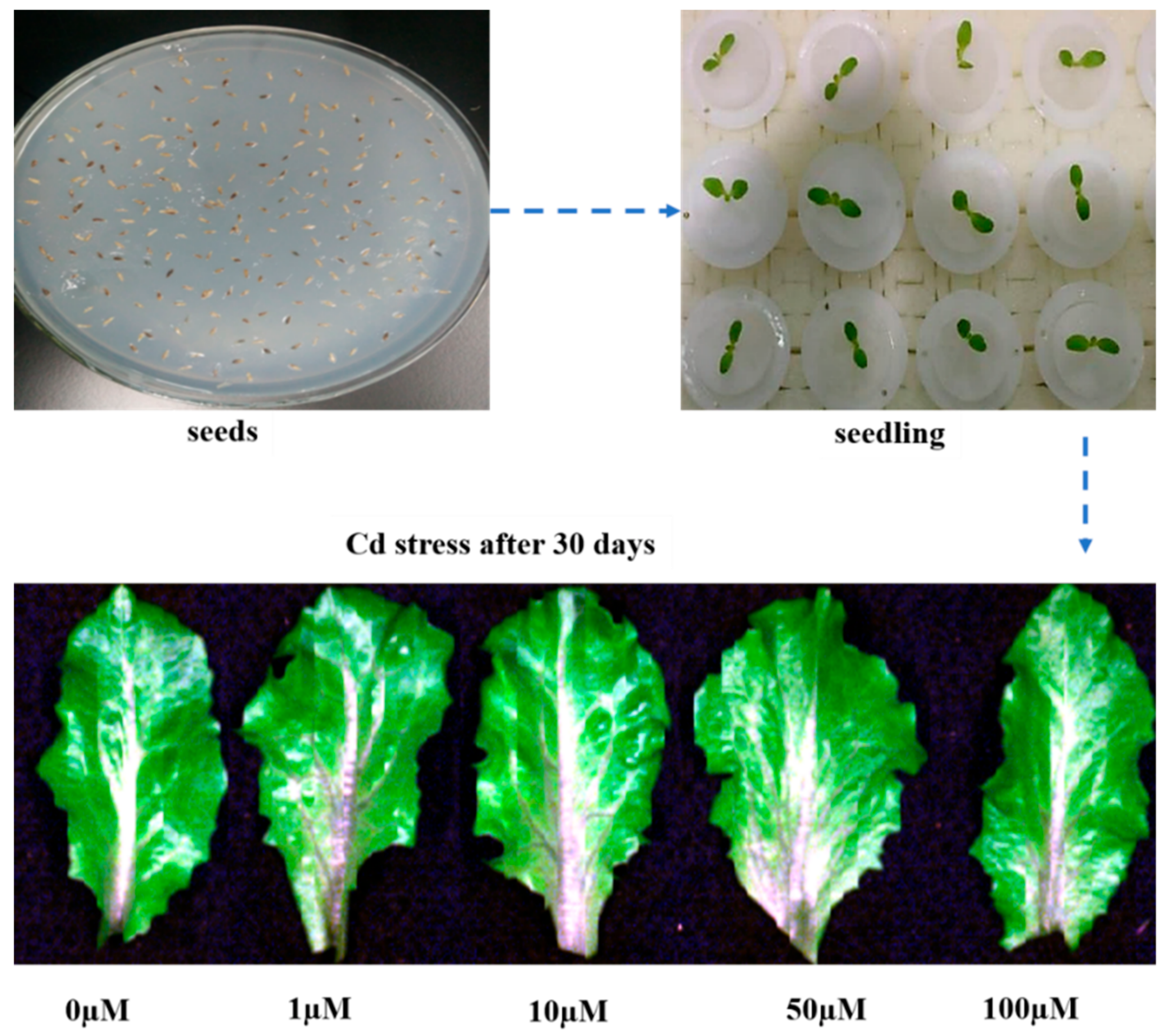 Molecules 23 02930 g0a1