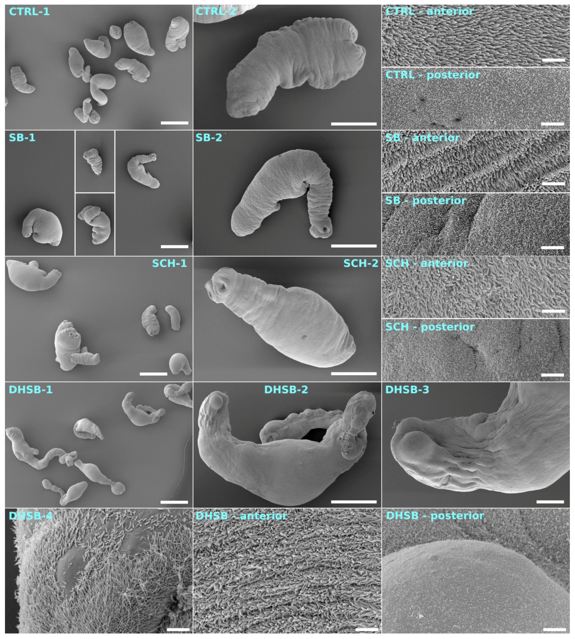 Molecules 23 02999 g006 Molecules 23 02999 g006