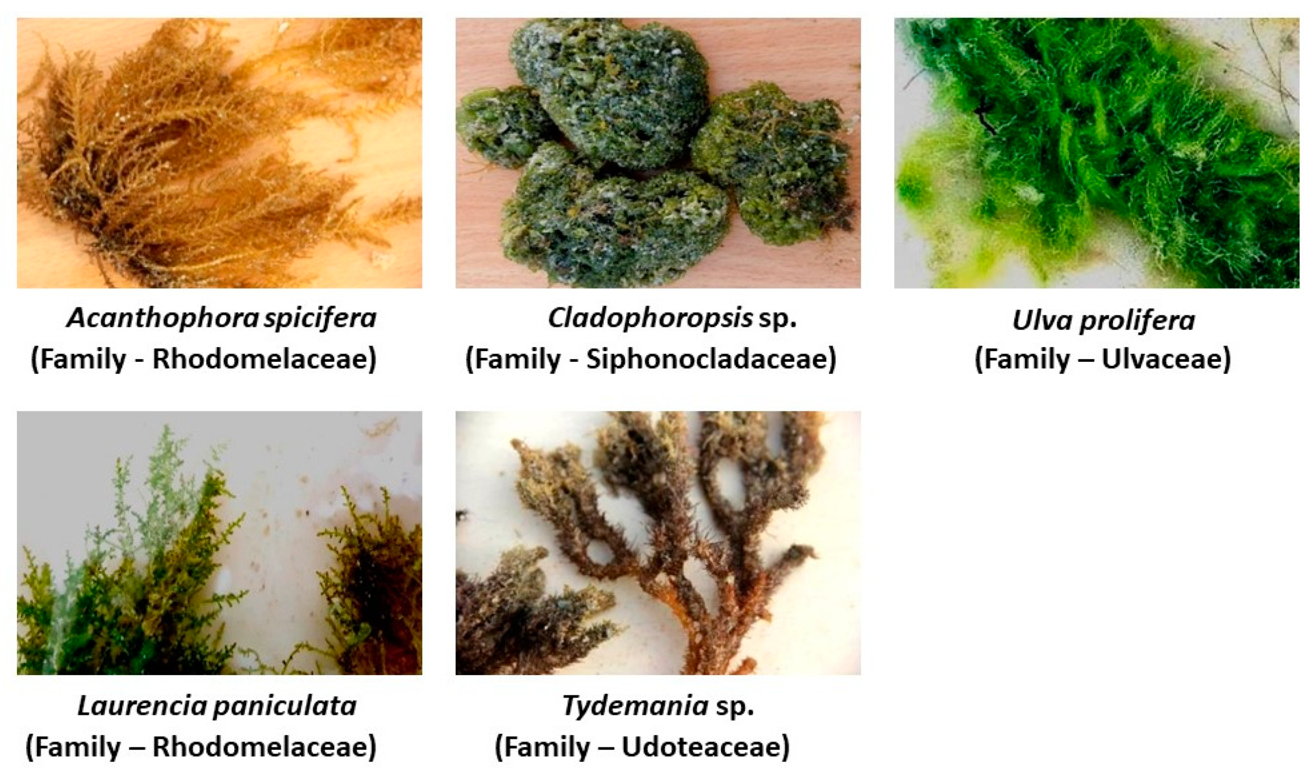 Molecules 23 03032 g004