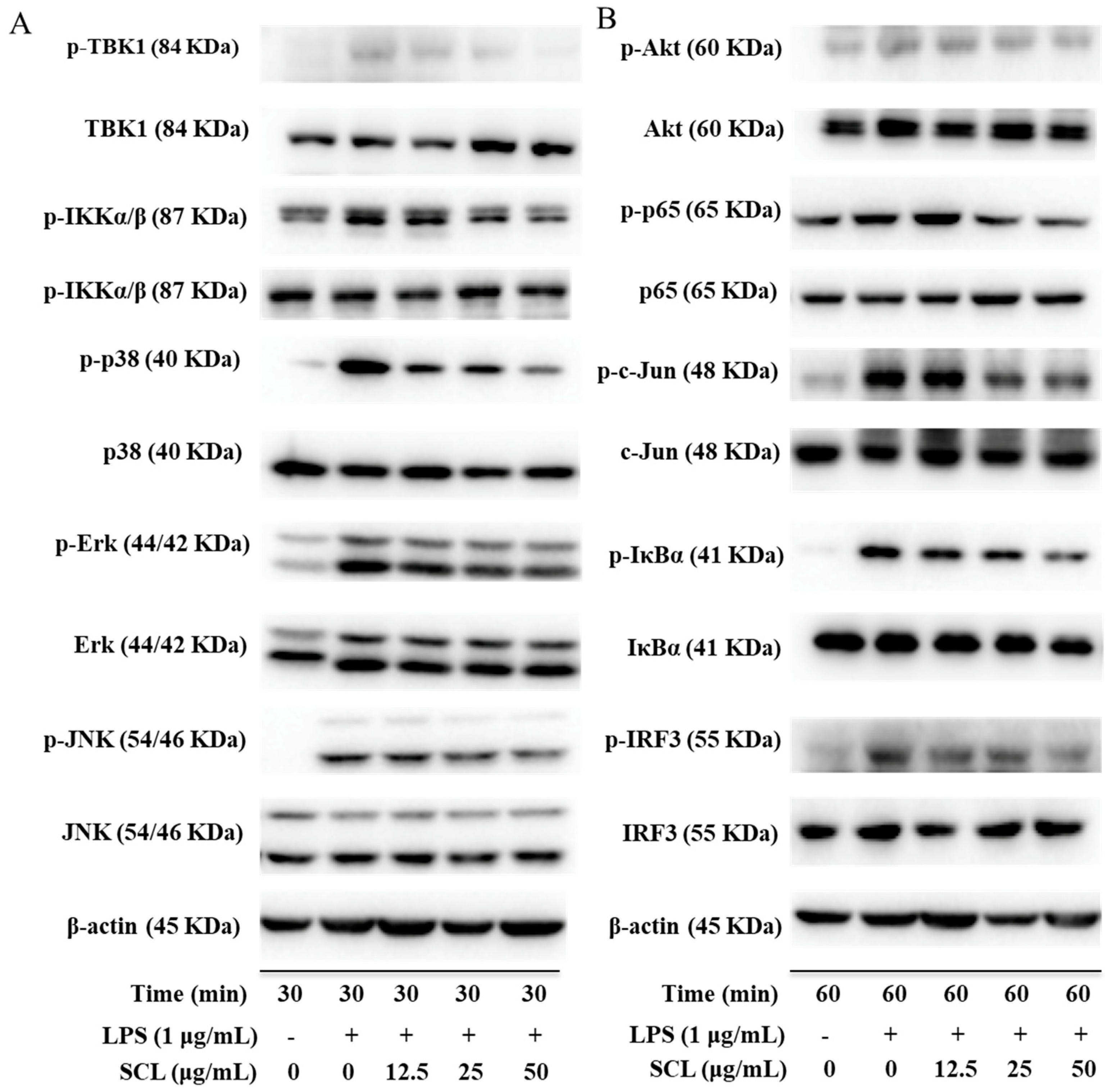 Molecules 23 03319 g005 Molecules 23 03319 g005