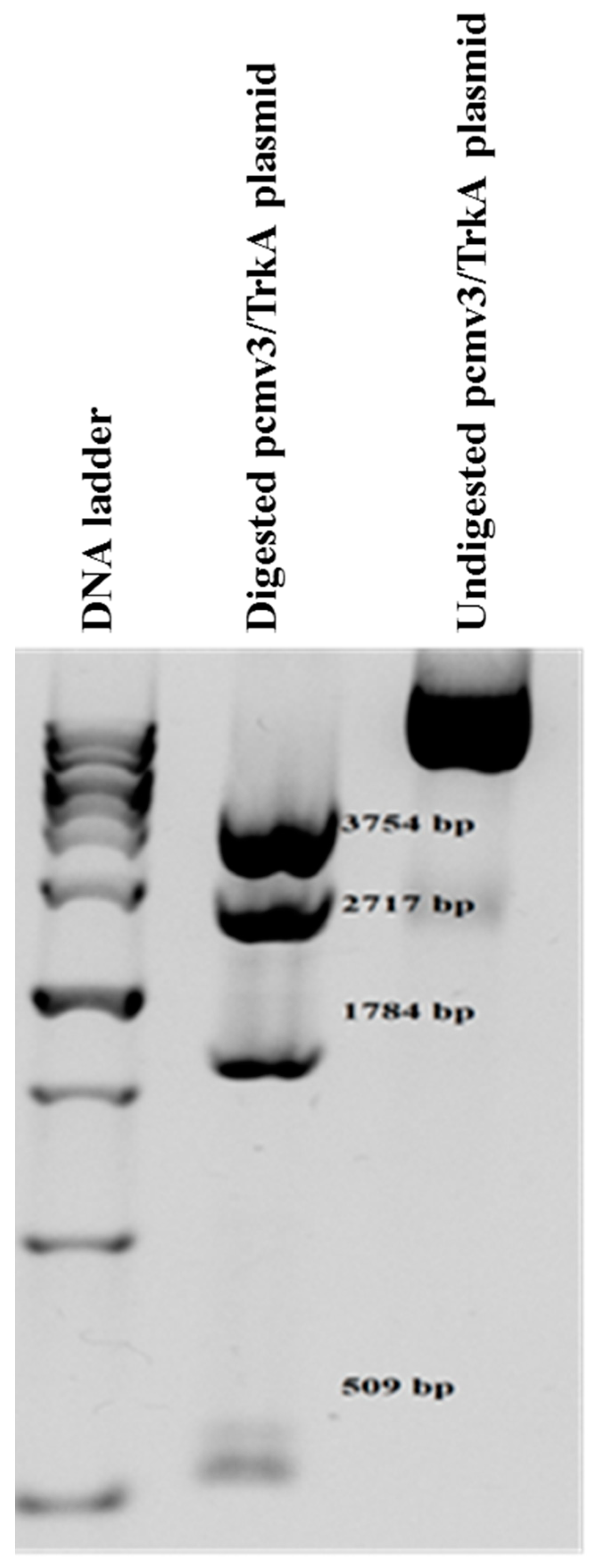 Molecules 23 03340 g003