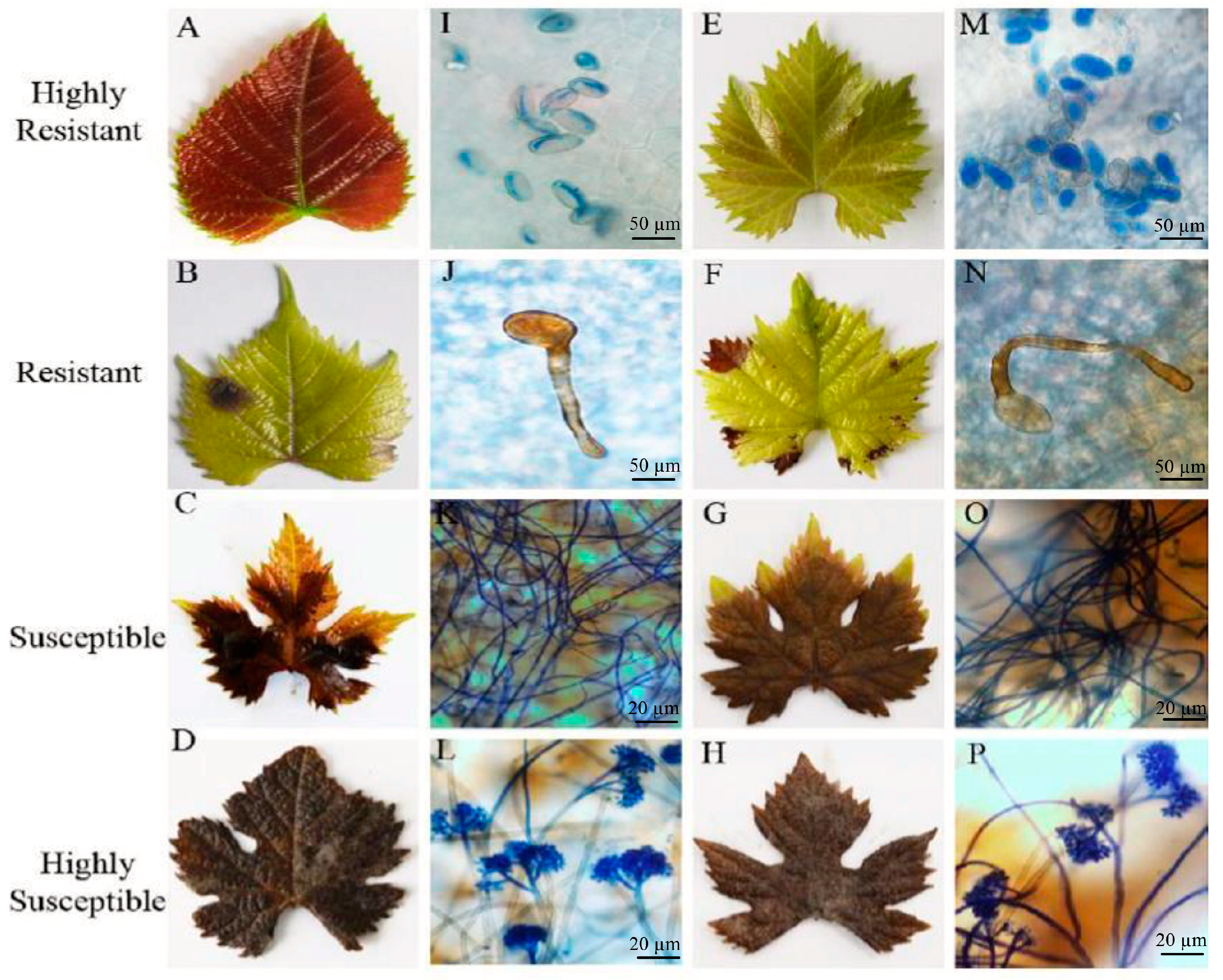 Molecules 24 00005 g002