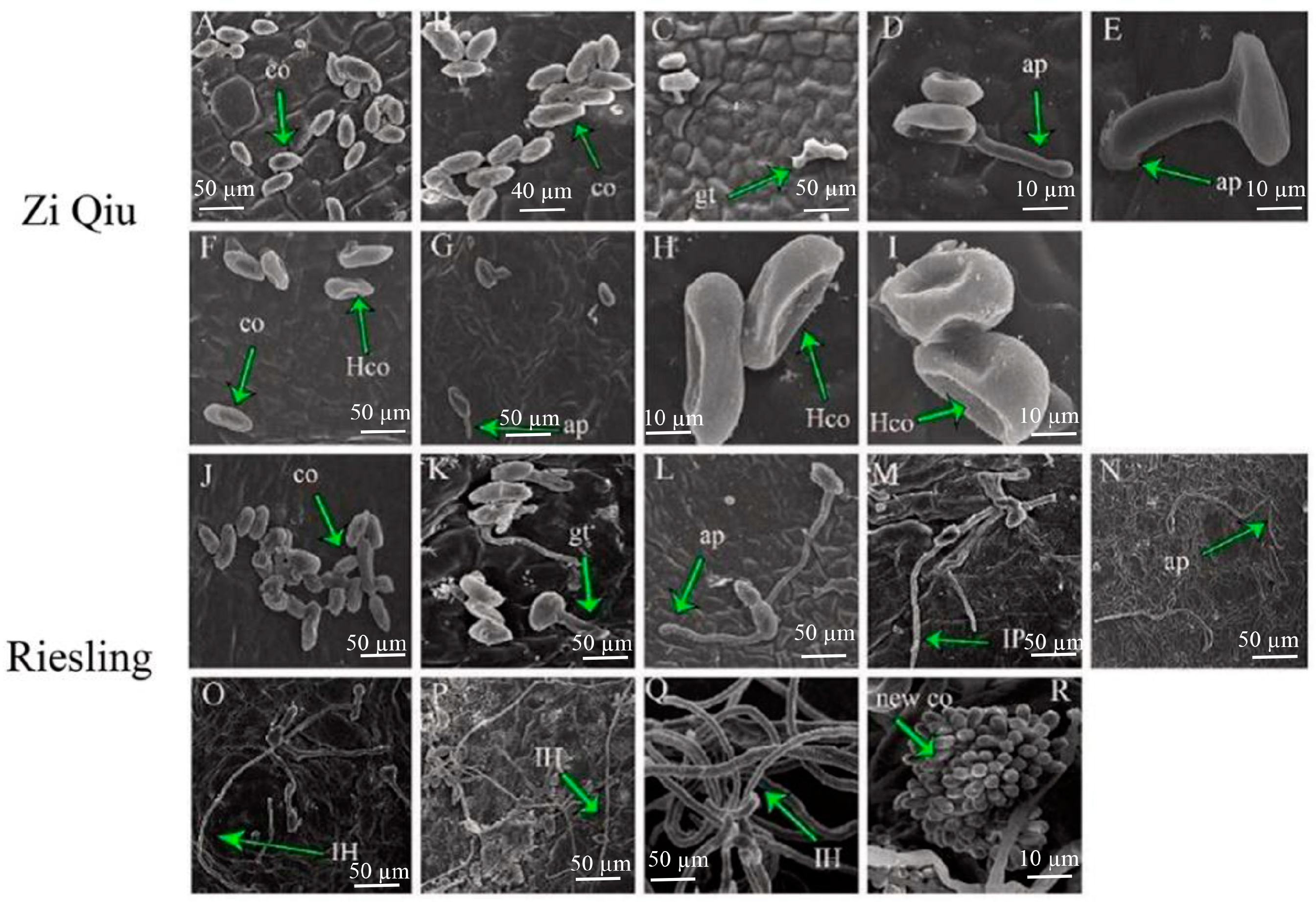 Molecules 24 00005 g003