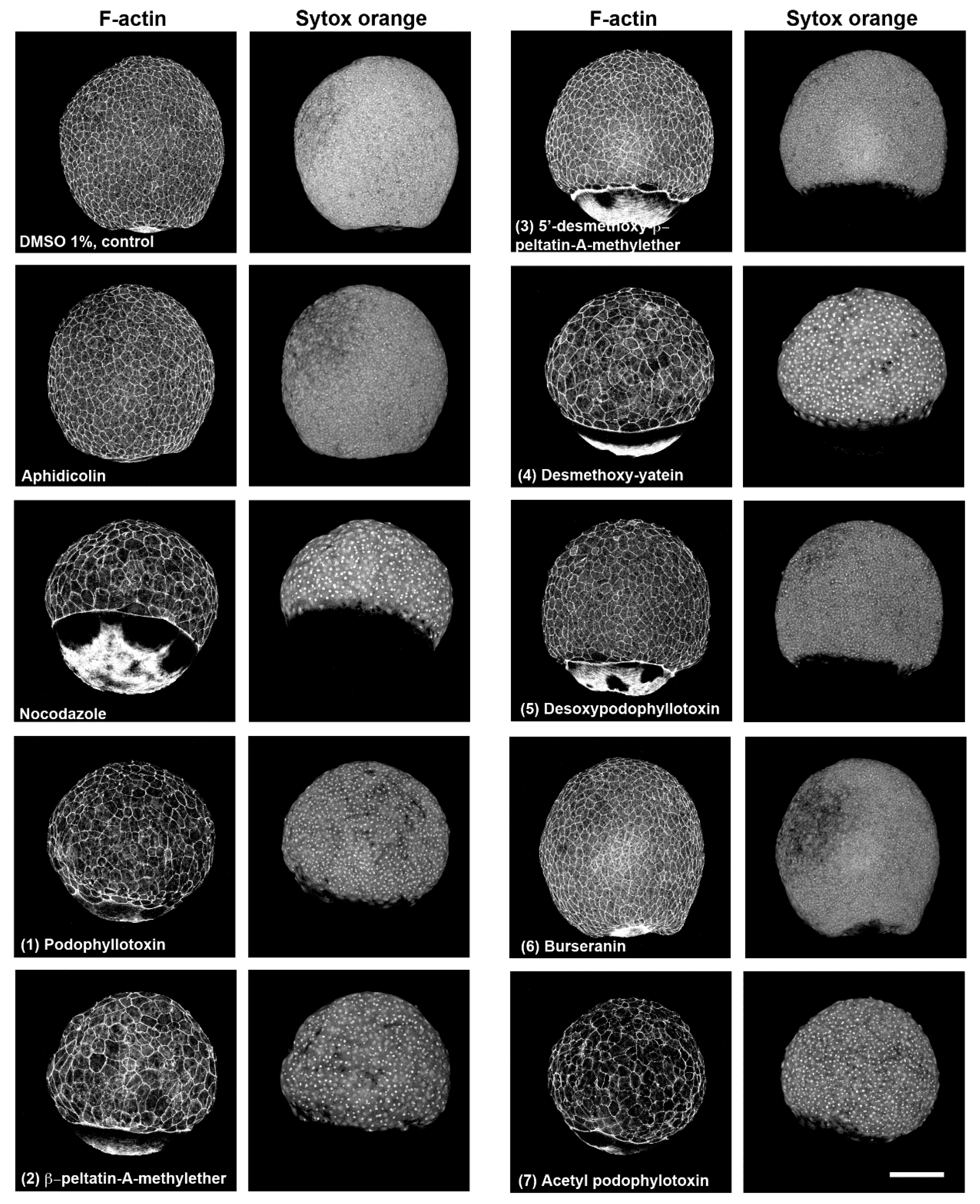 Molecules 24 00008 g004