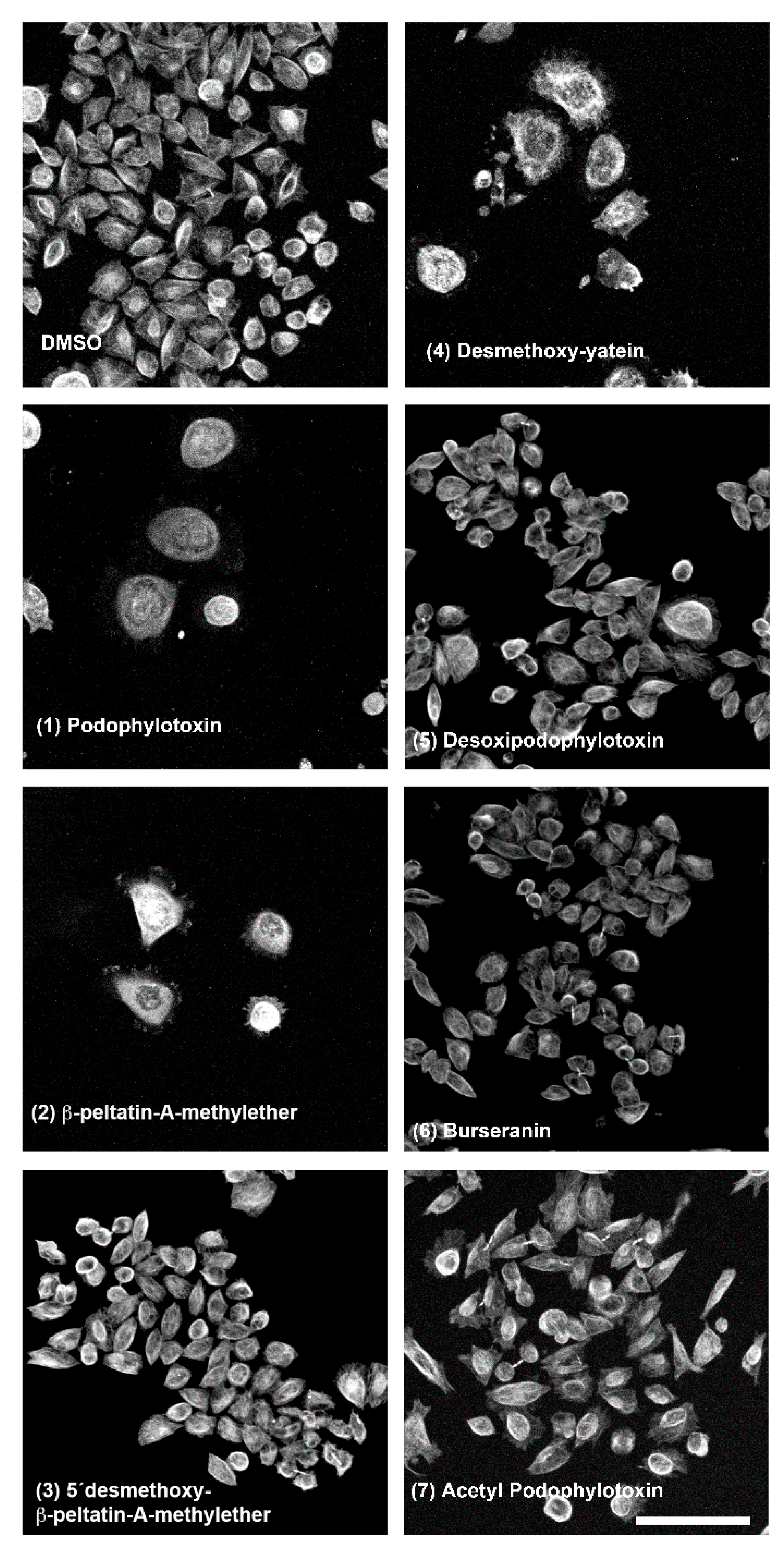 Molecules 24 00008 g006