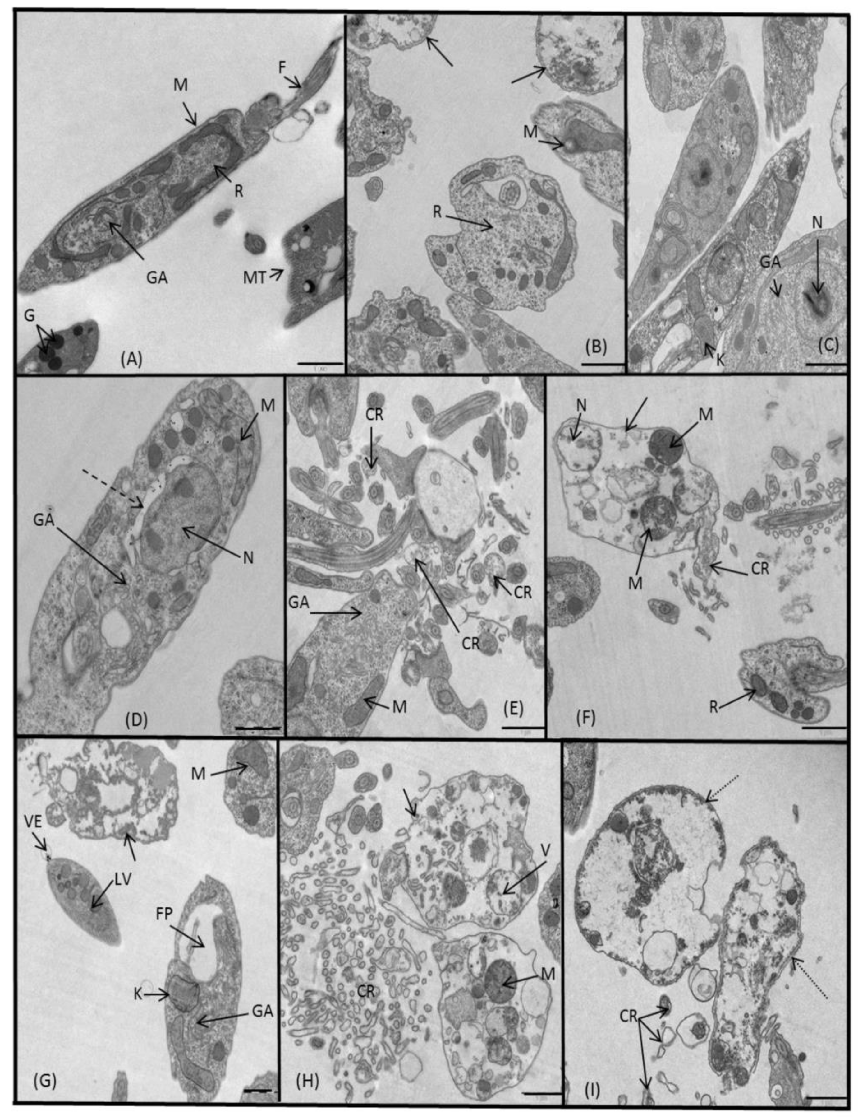 Molecules 24 00134 g009