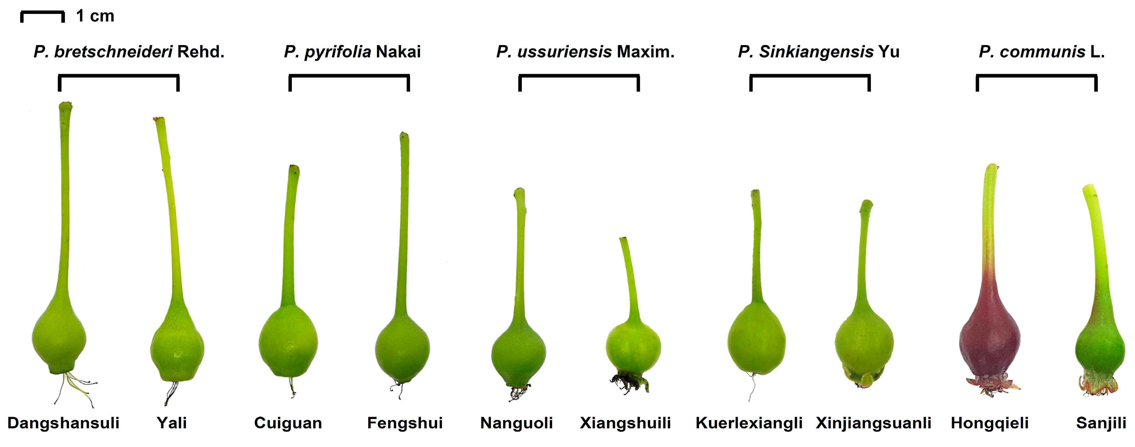 Molecules 24 00159 g004 Molecules 24 00159 g004