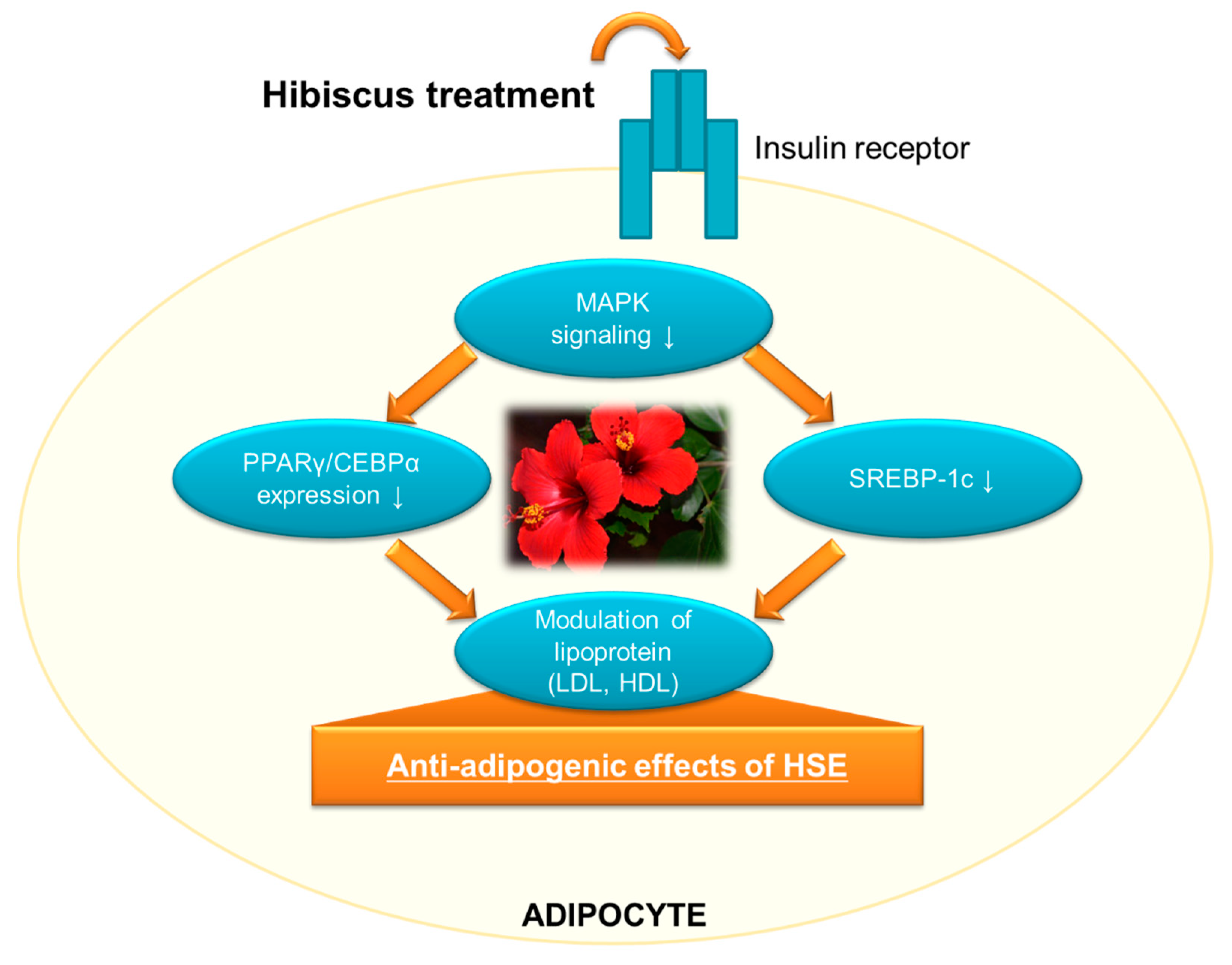 Molecules 24 00210 g002