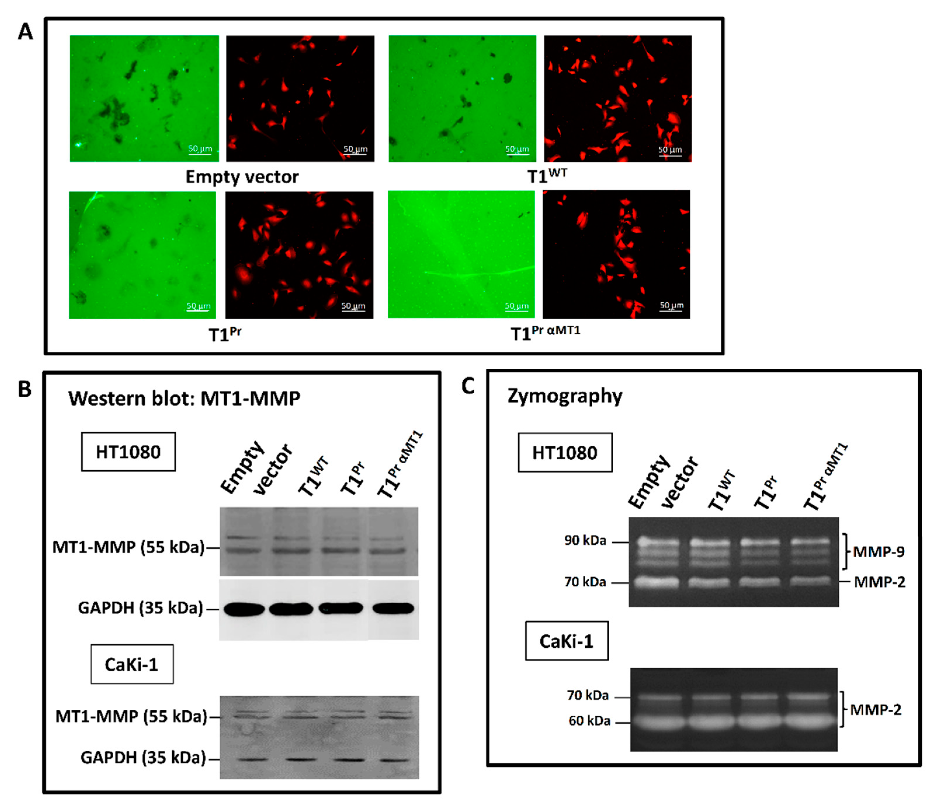 Molecules 24 00255 g004 Molecules 24 00255 g004