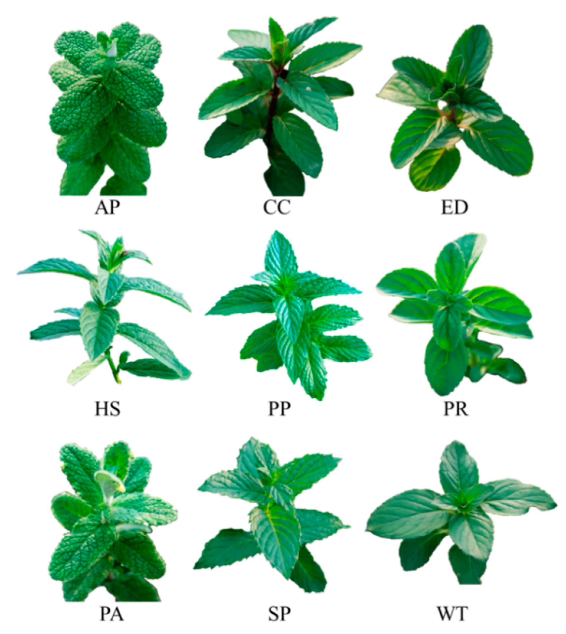 Molecules 24 00258 g001