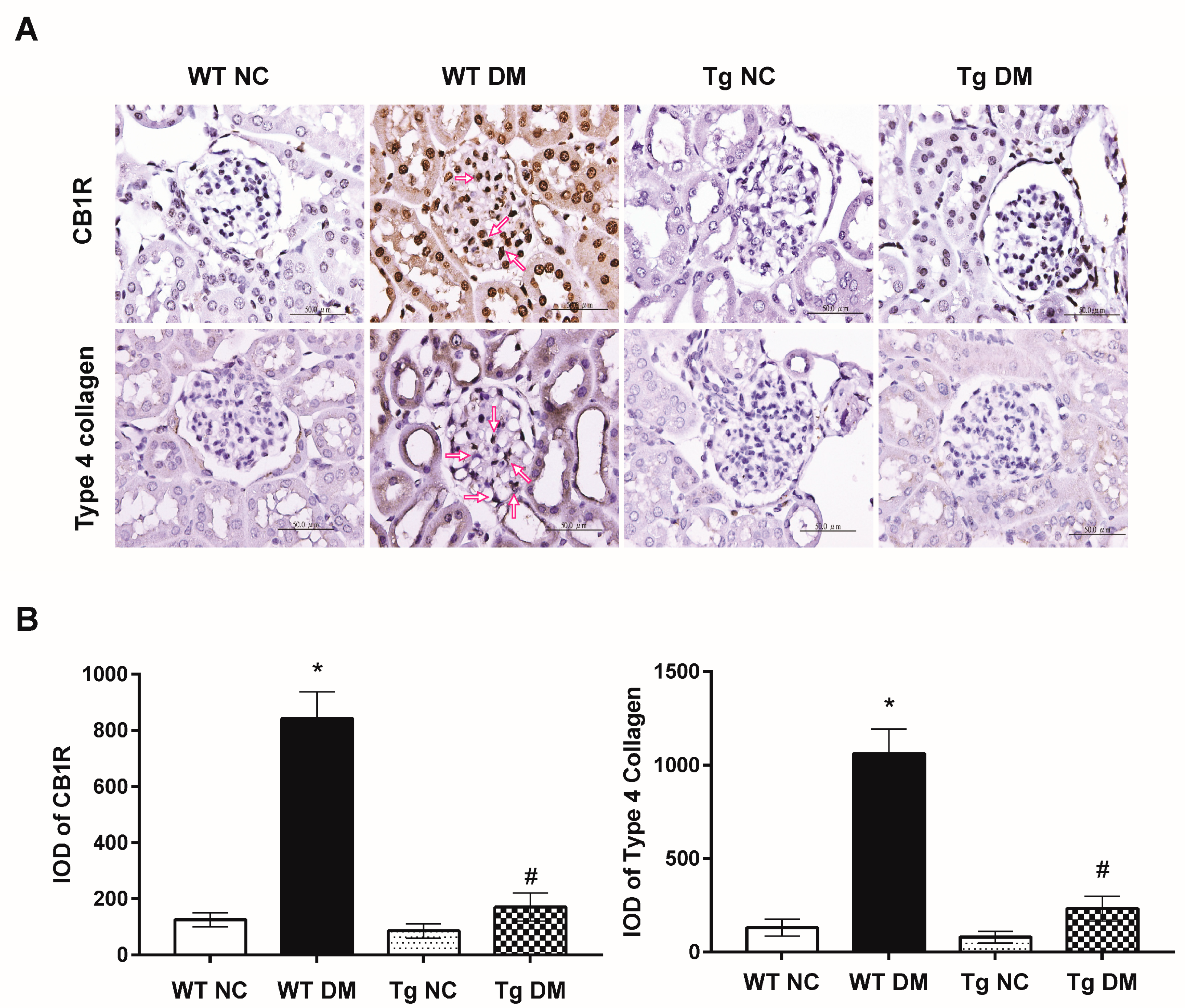 Molecules 24 00264 g004 Molecules 24 00264 g004