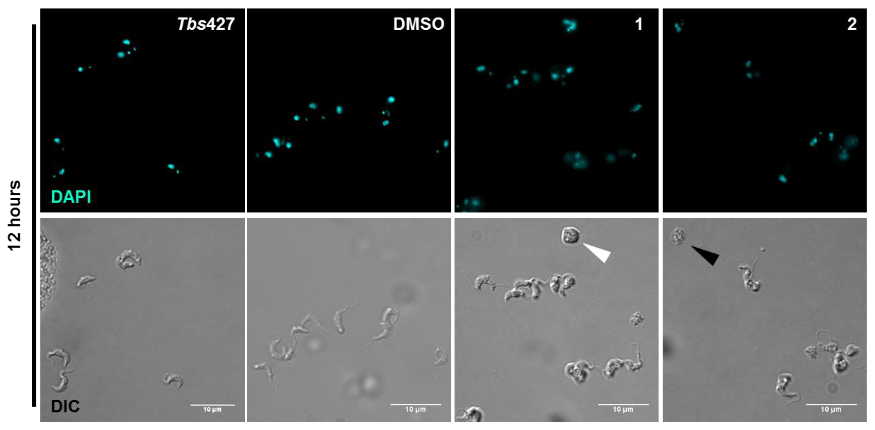 Molecules 24 00268 g004