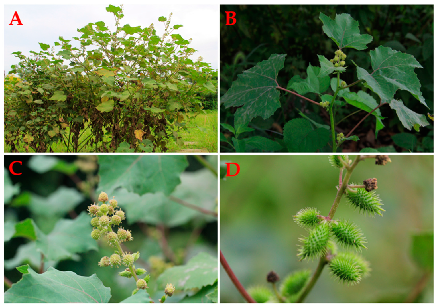 Molecules 24 00359 g001