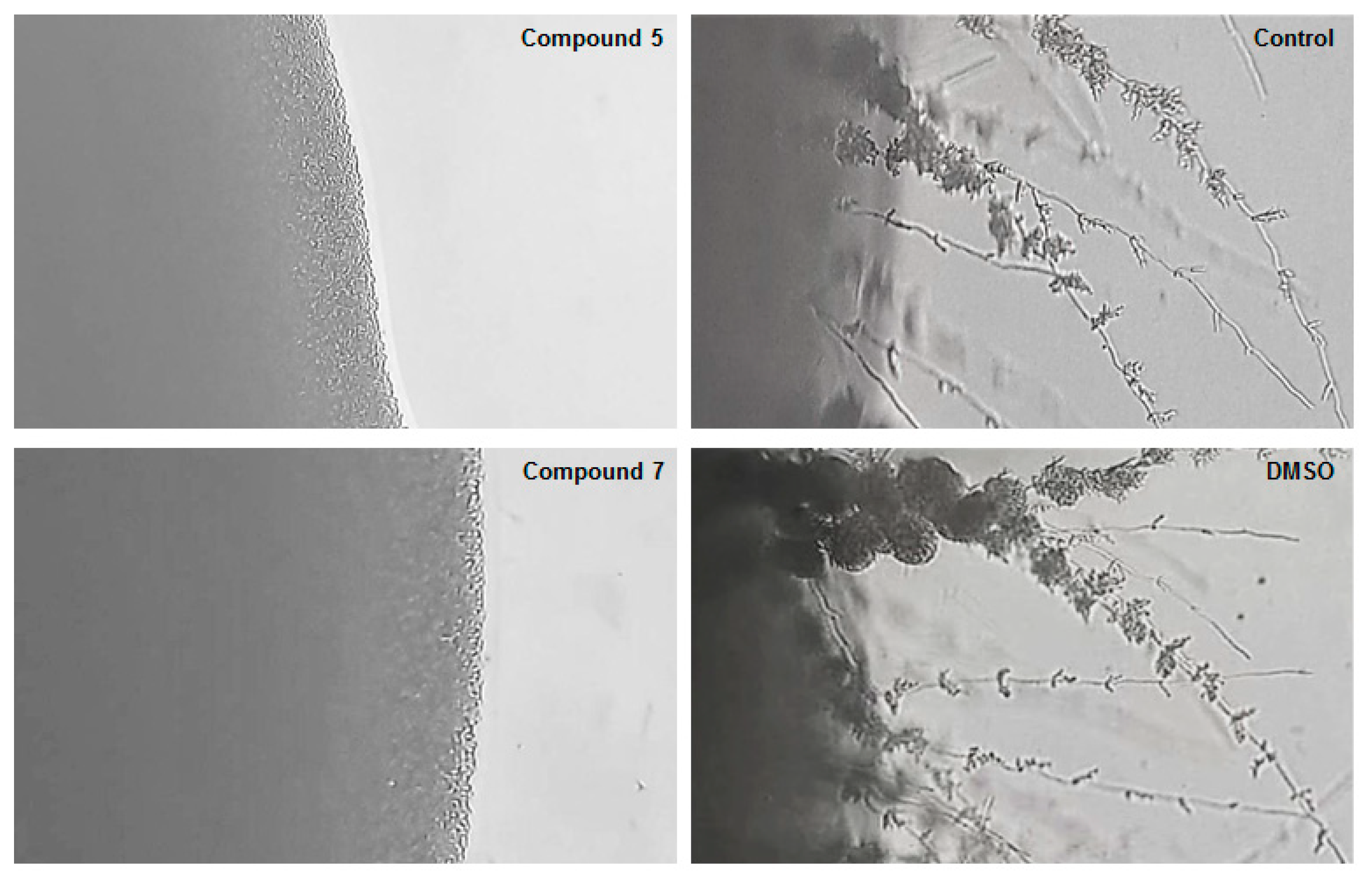Molecules 24 00372 g004