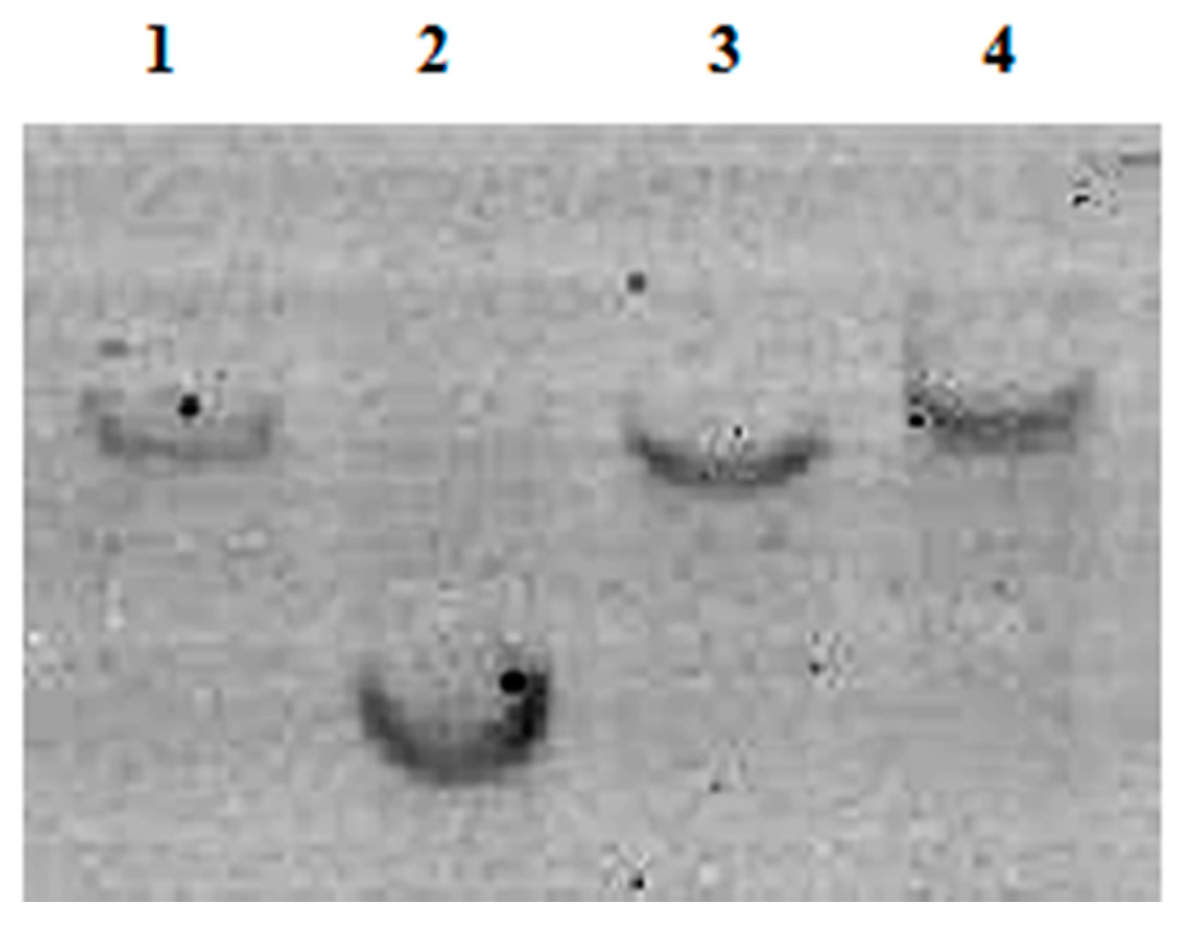 Molecules 24 00455 g004