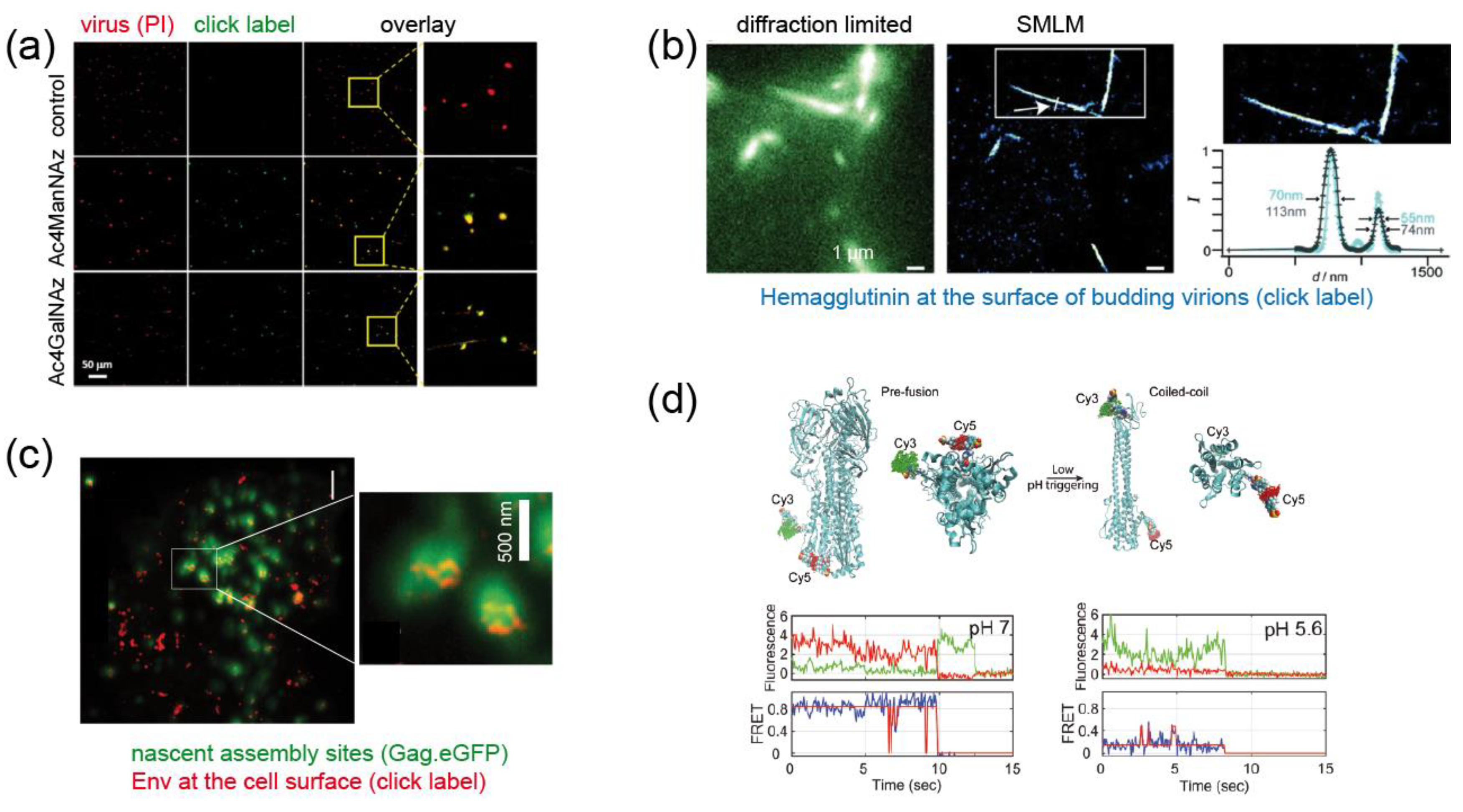 Molecules 24 00481 g004