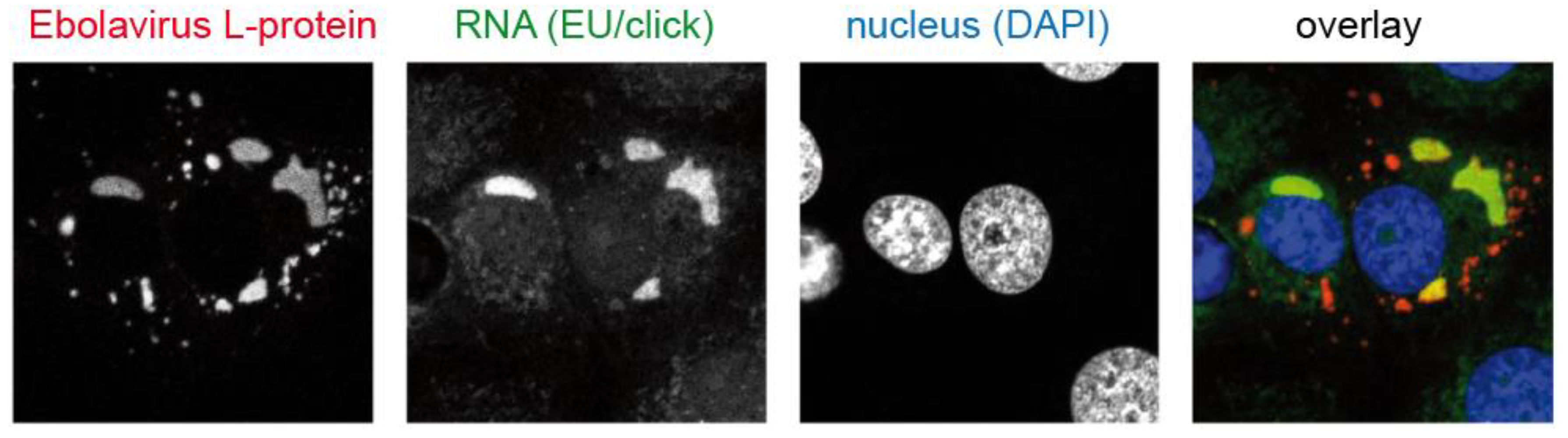 Molecules 24 00481 g008