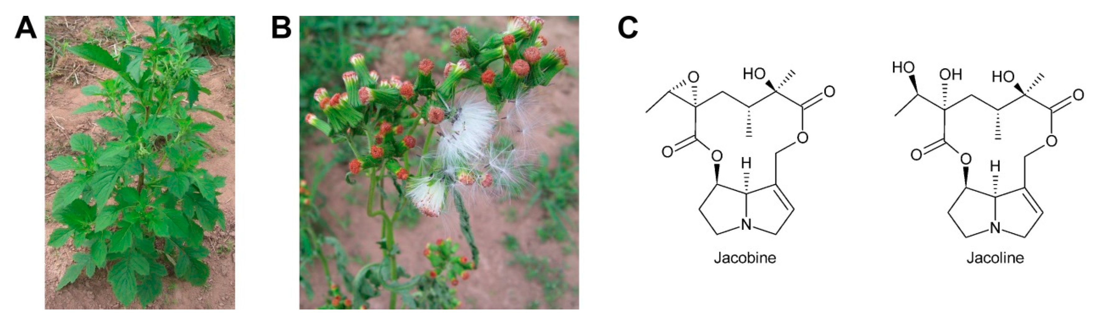 Molecules 24 00498 g018