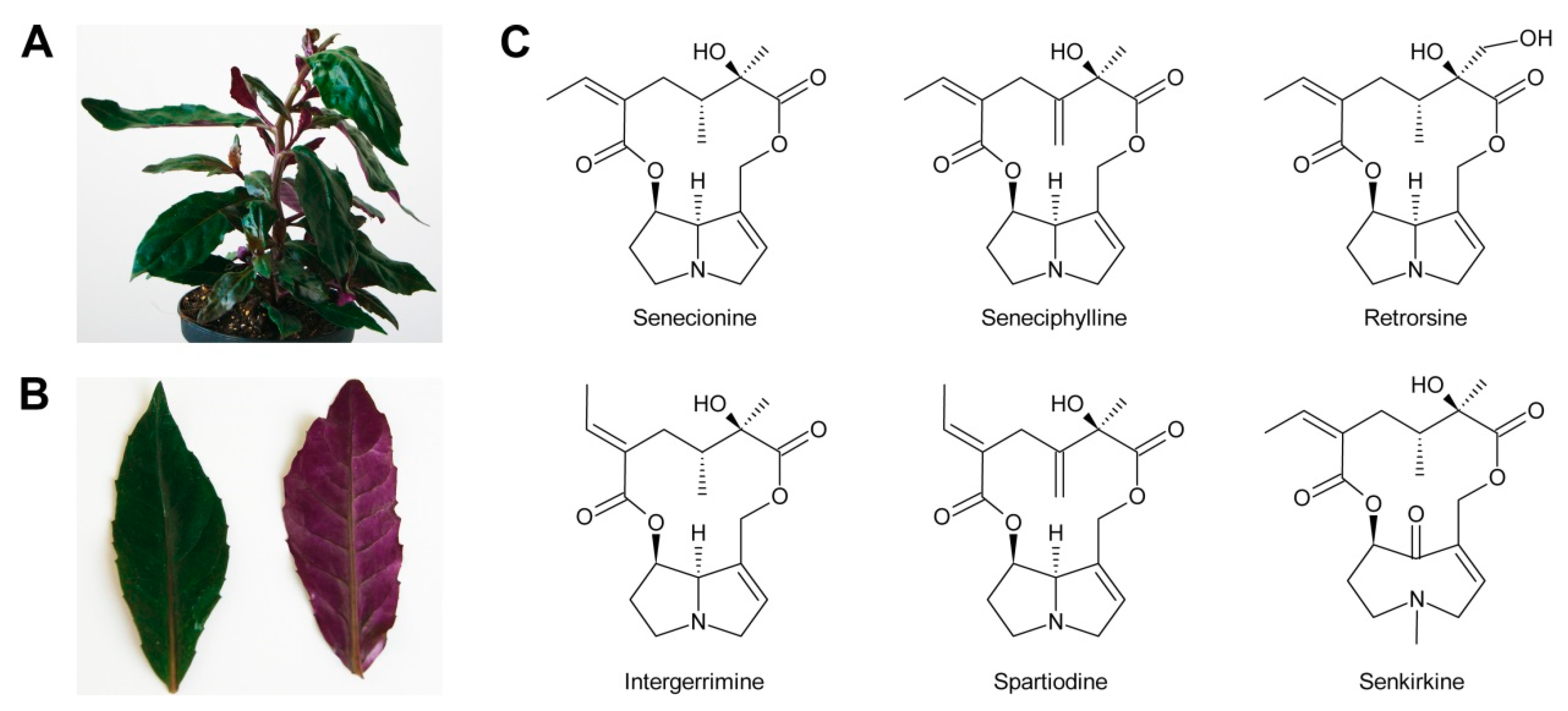 Molecules 24 00498 g019