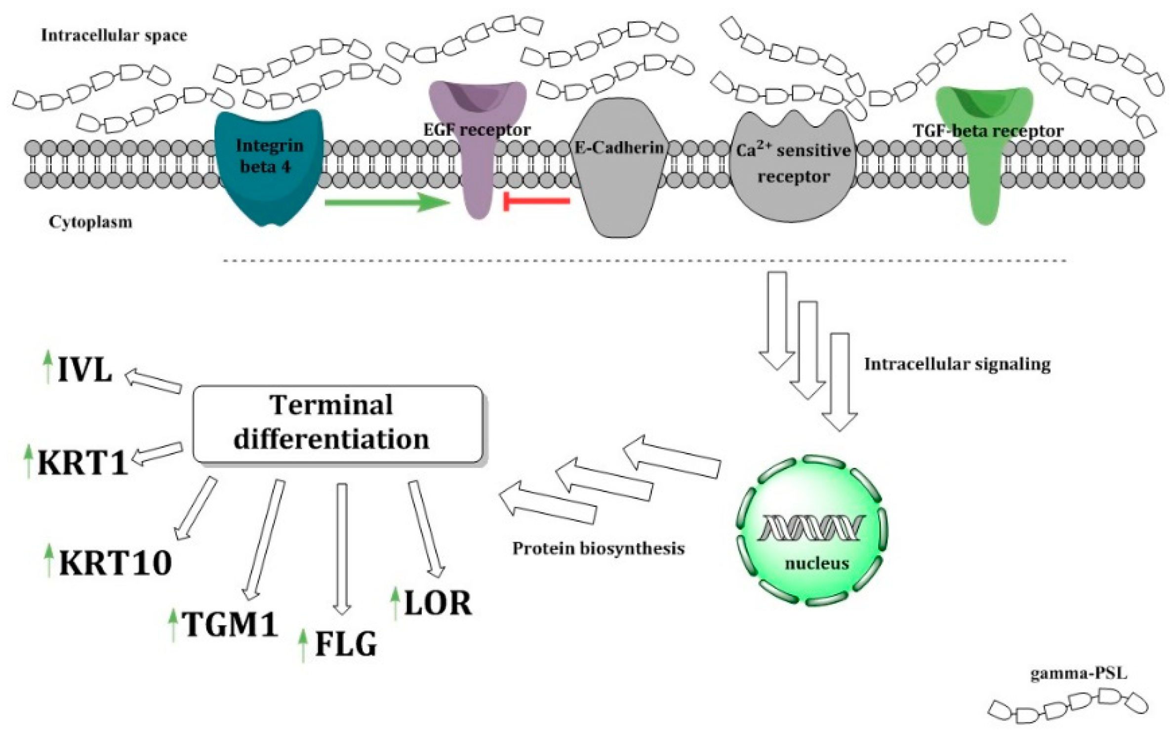 Molecules 24 00574 g006