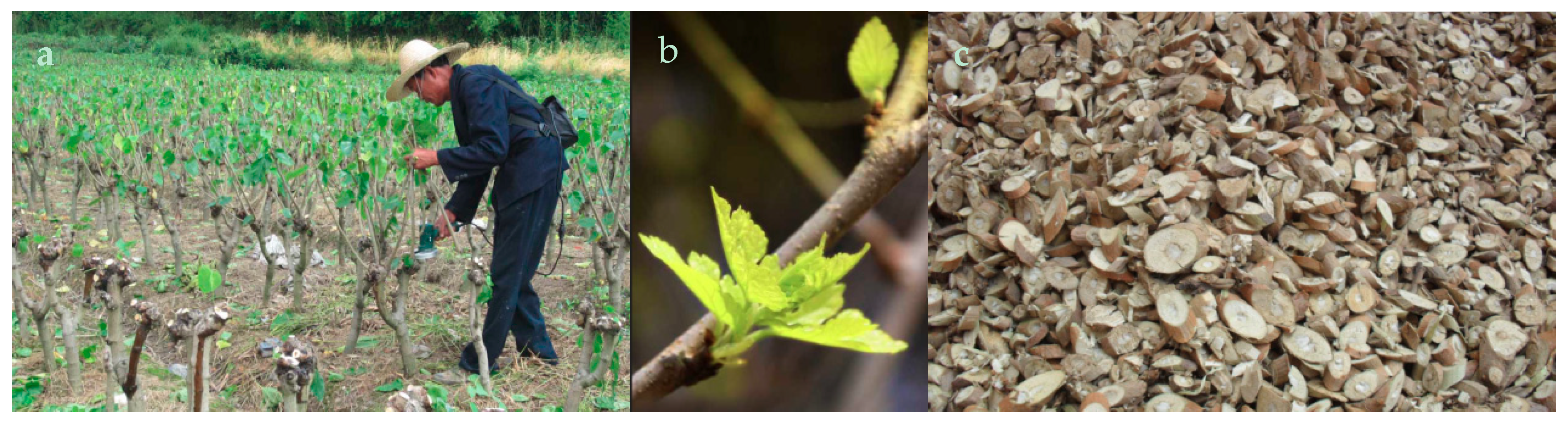 Molecules 24 00629 g005