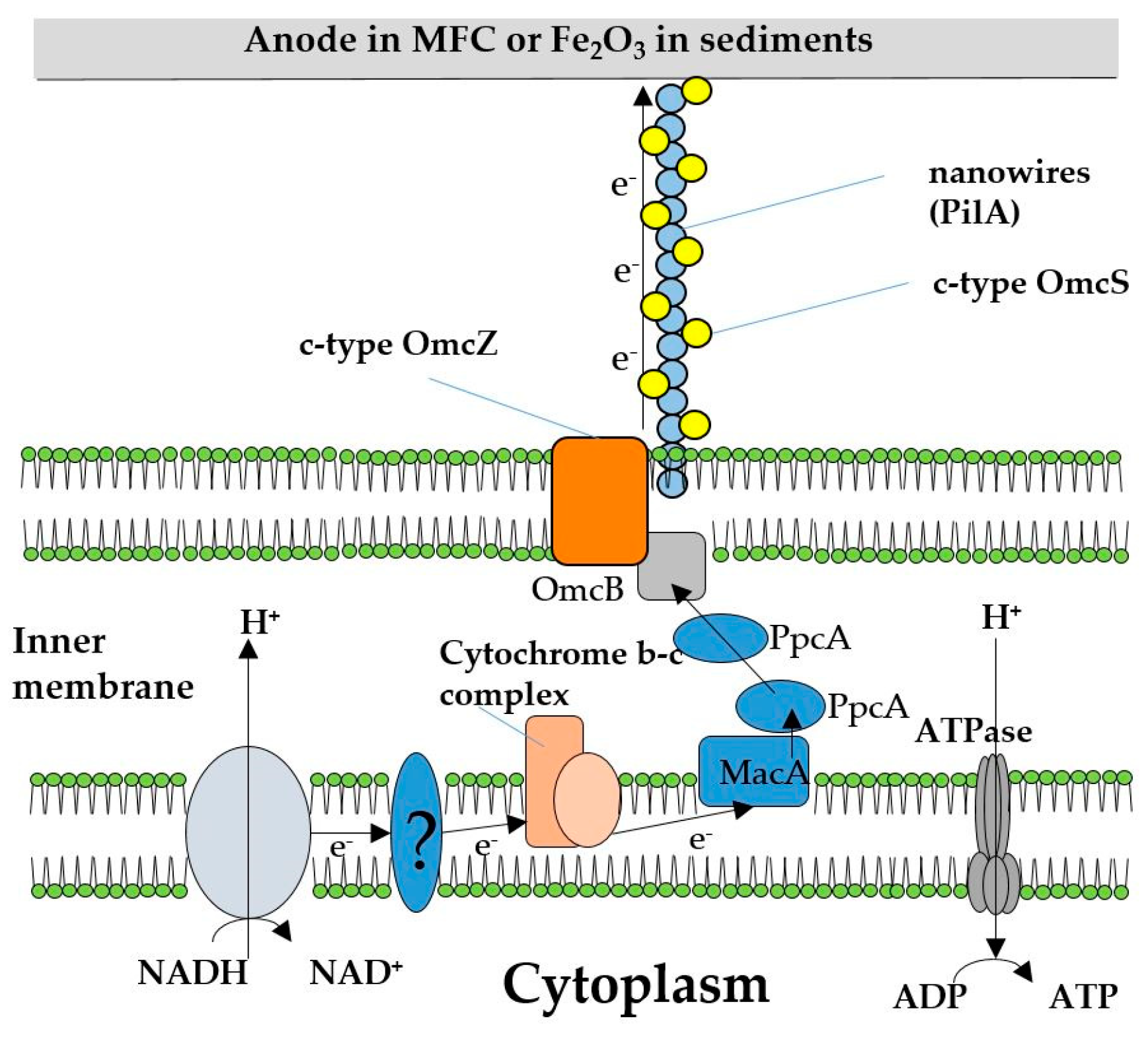 Molecules 24 00646 g001