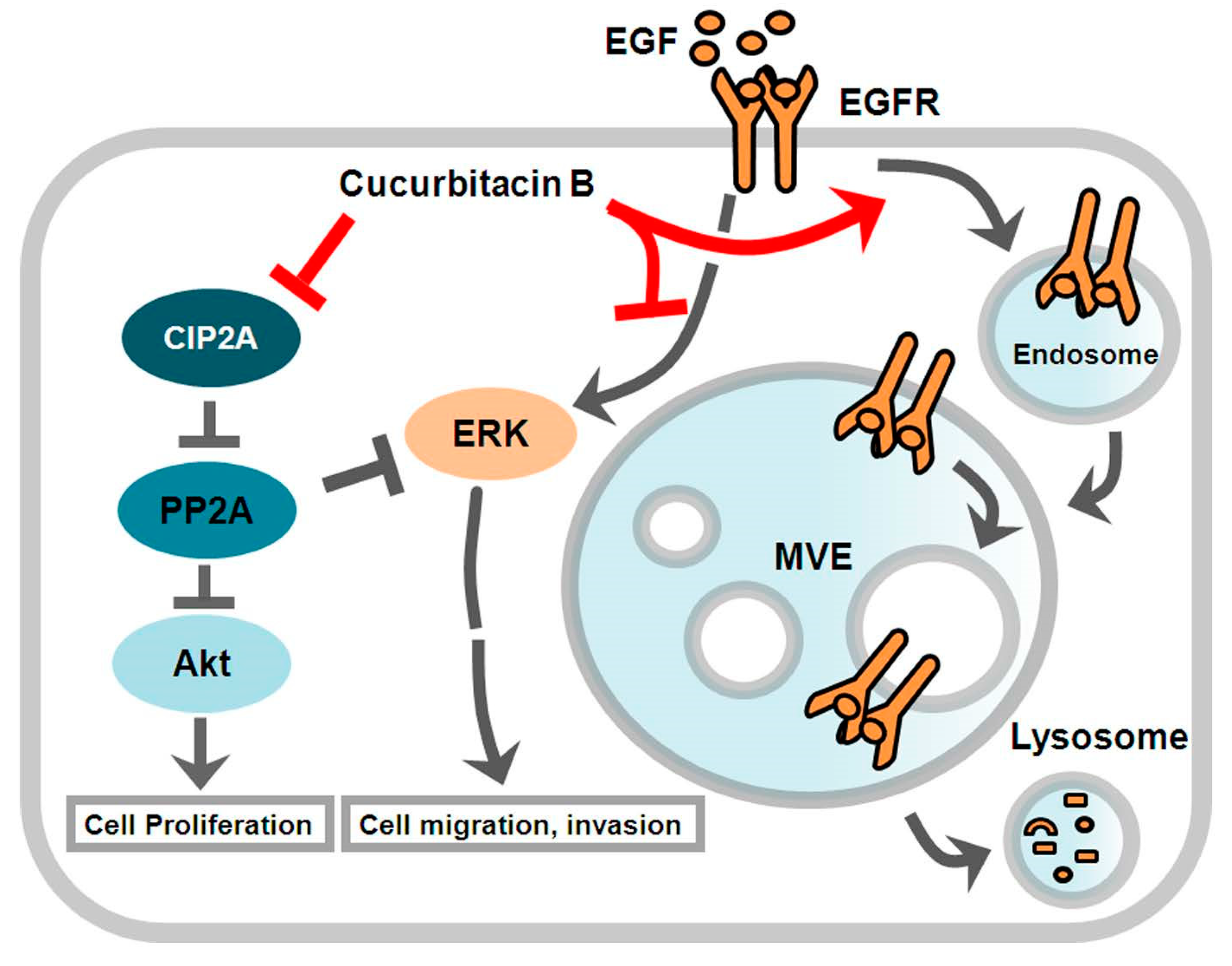 Molecules 24 00647 g005