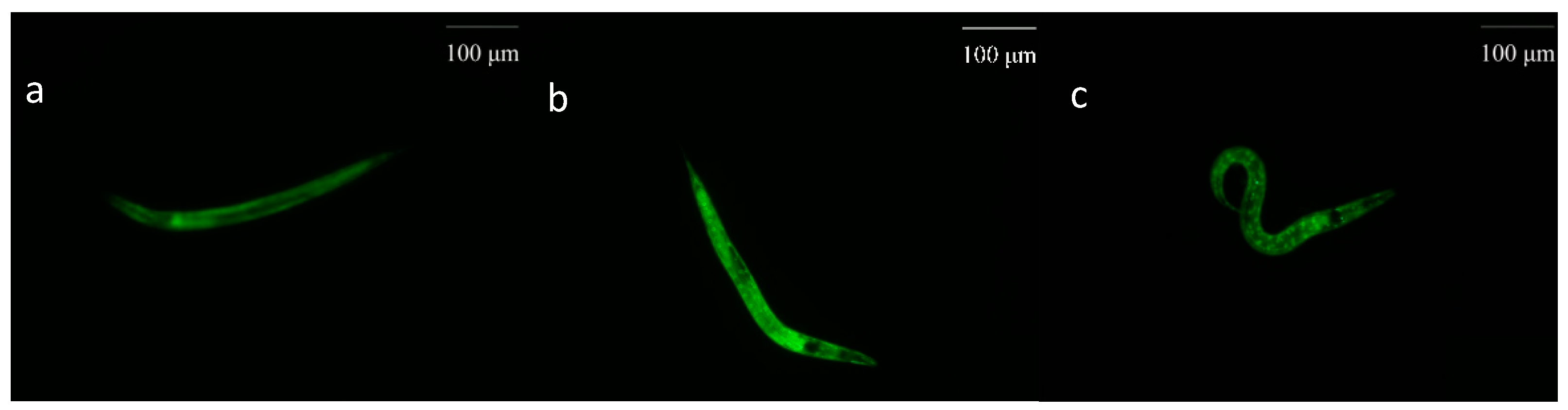 Molecules 24 00704 g010 Molecules 24 00704 g010