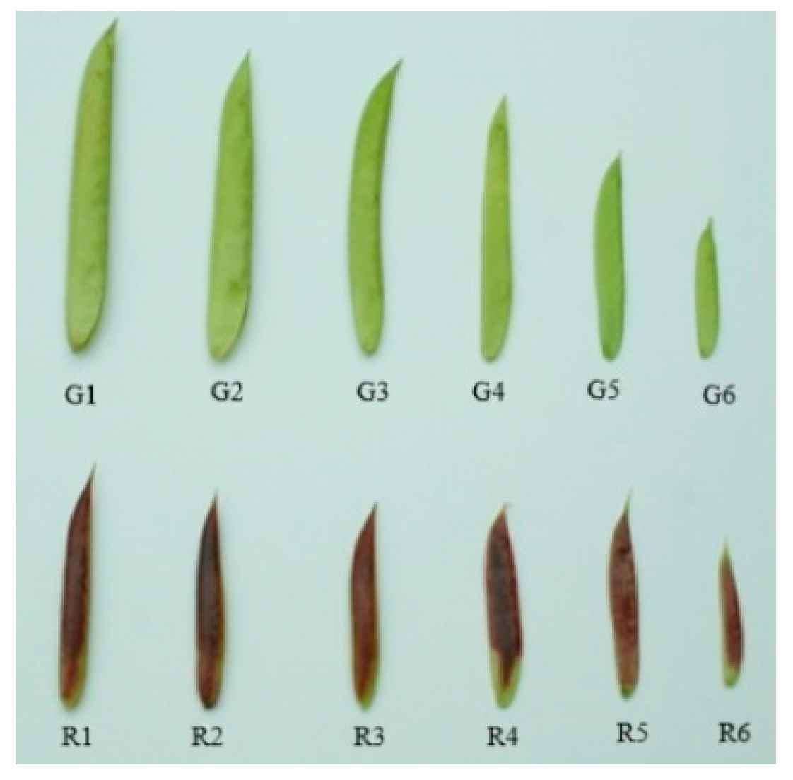 Molecules 24 00717 g006 Molecules 24 00717 g006