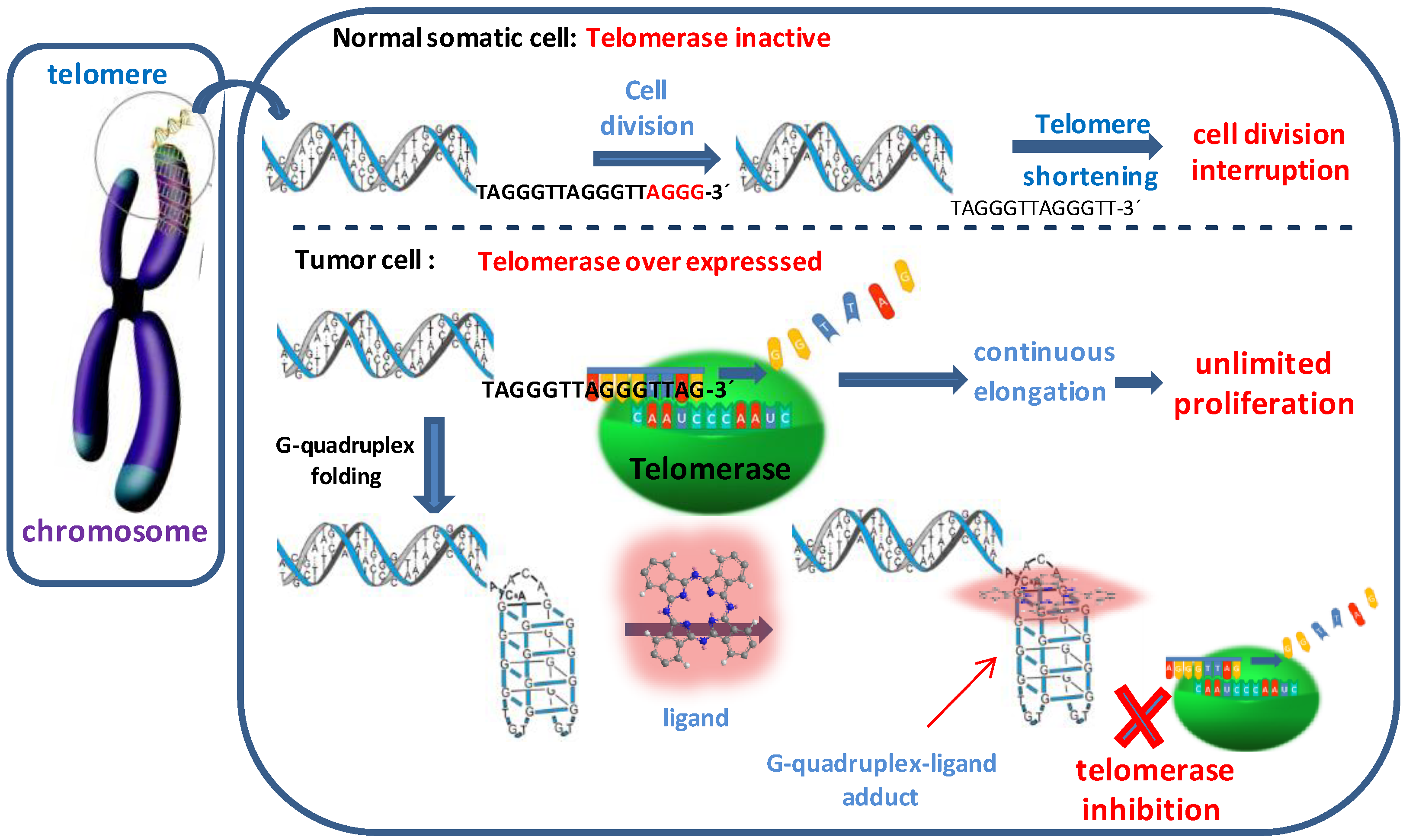 Molecules 24 00733 g001