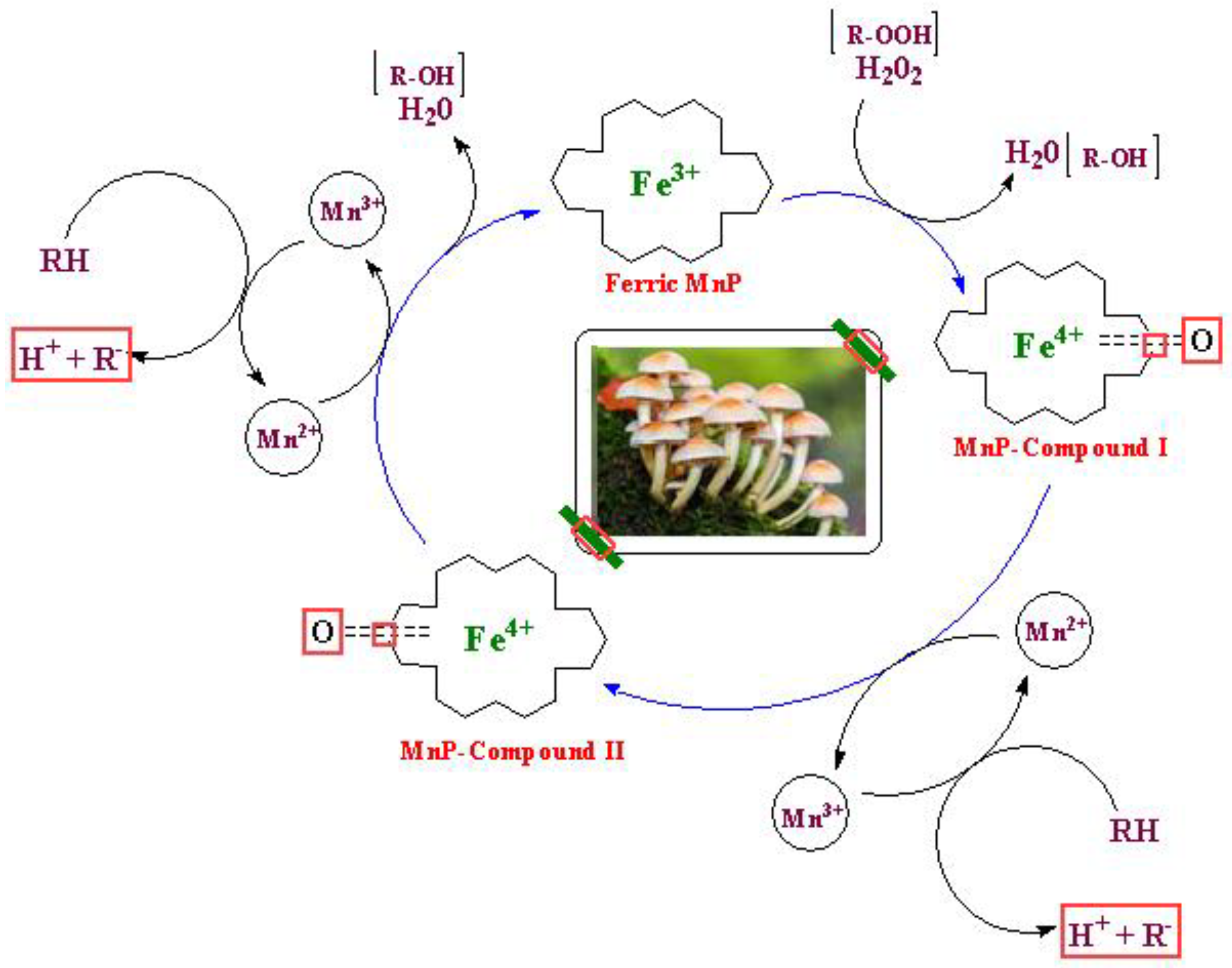 Molecules 24 00786 g009