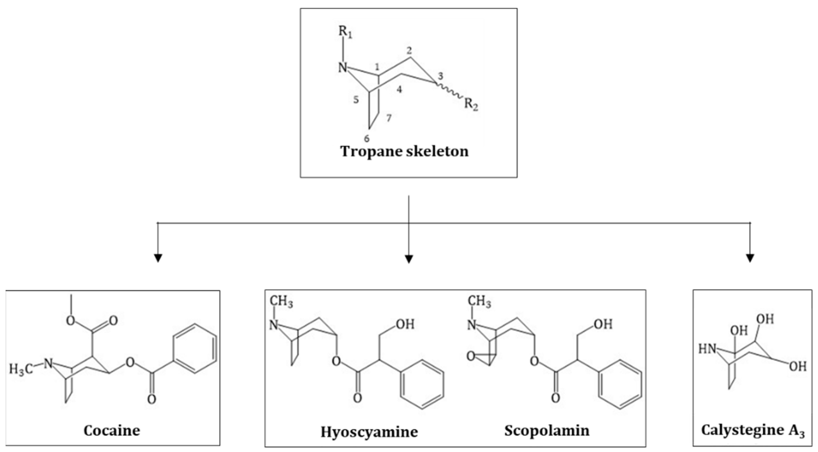 Molecules 24 00796 g001 Molecules 24 00796 g001