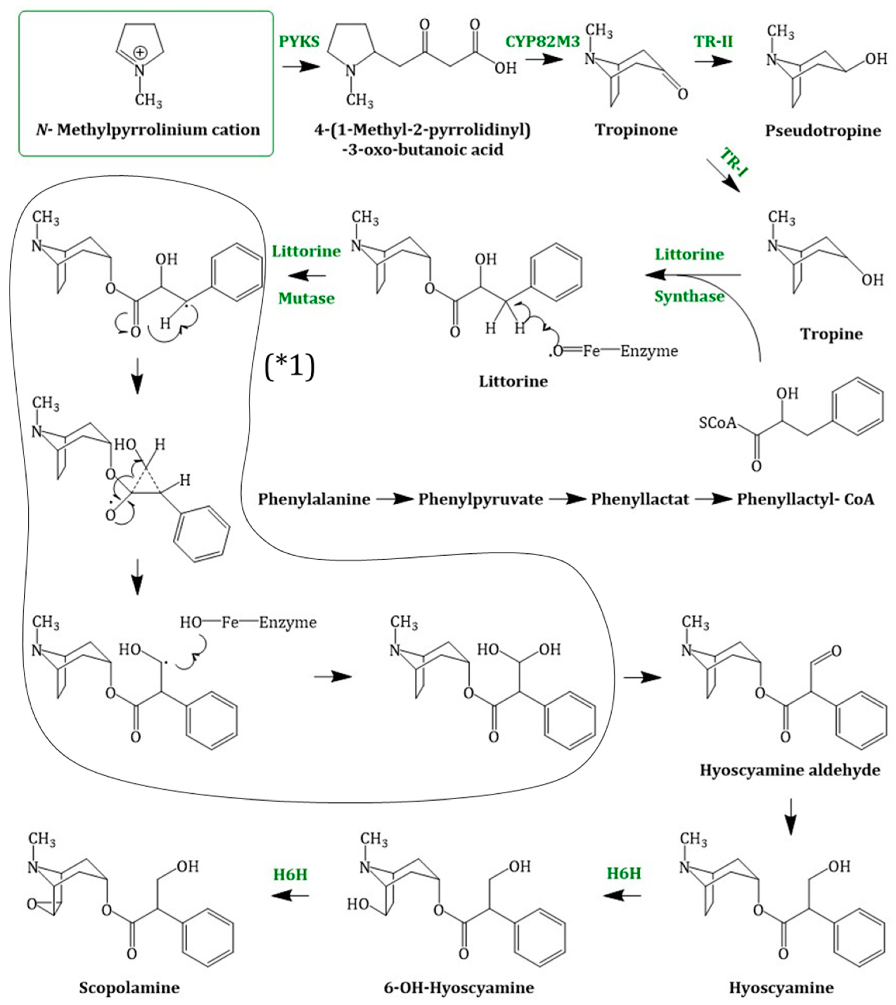 Molecules 24 00796 g004 Molecules 24 00796 g004