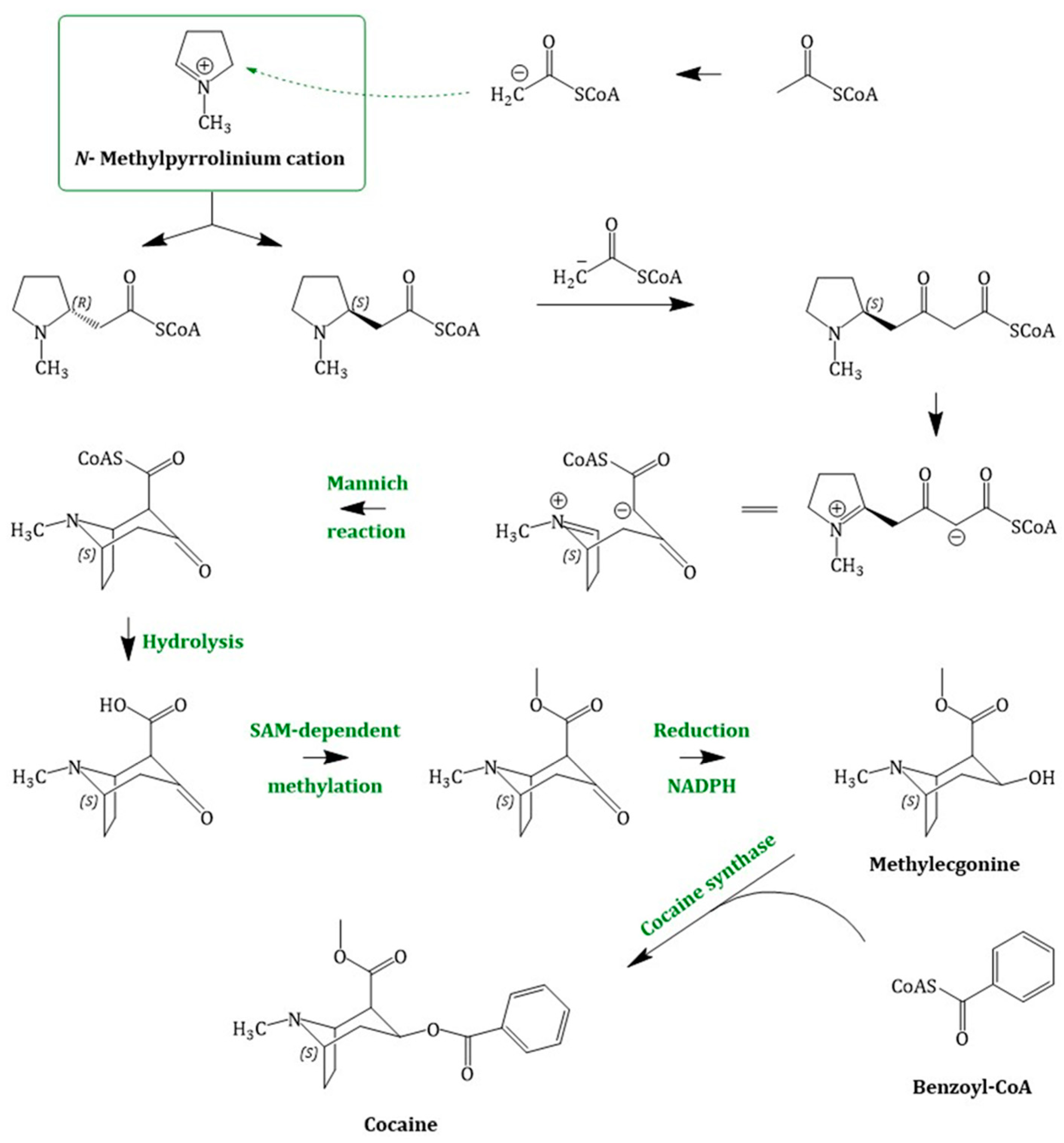 Molecules 24 00796 g005 Molecules 24 00796 g005