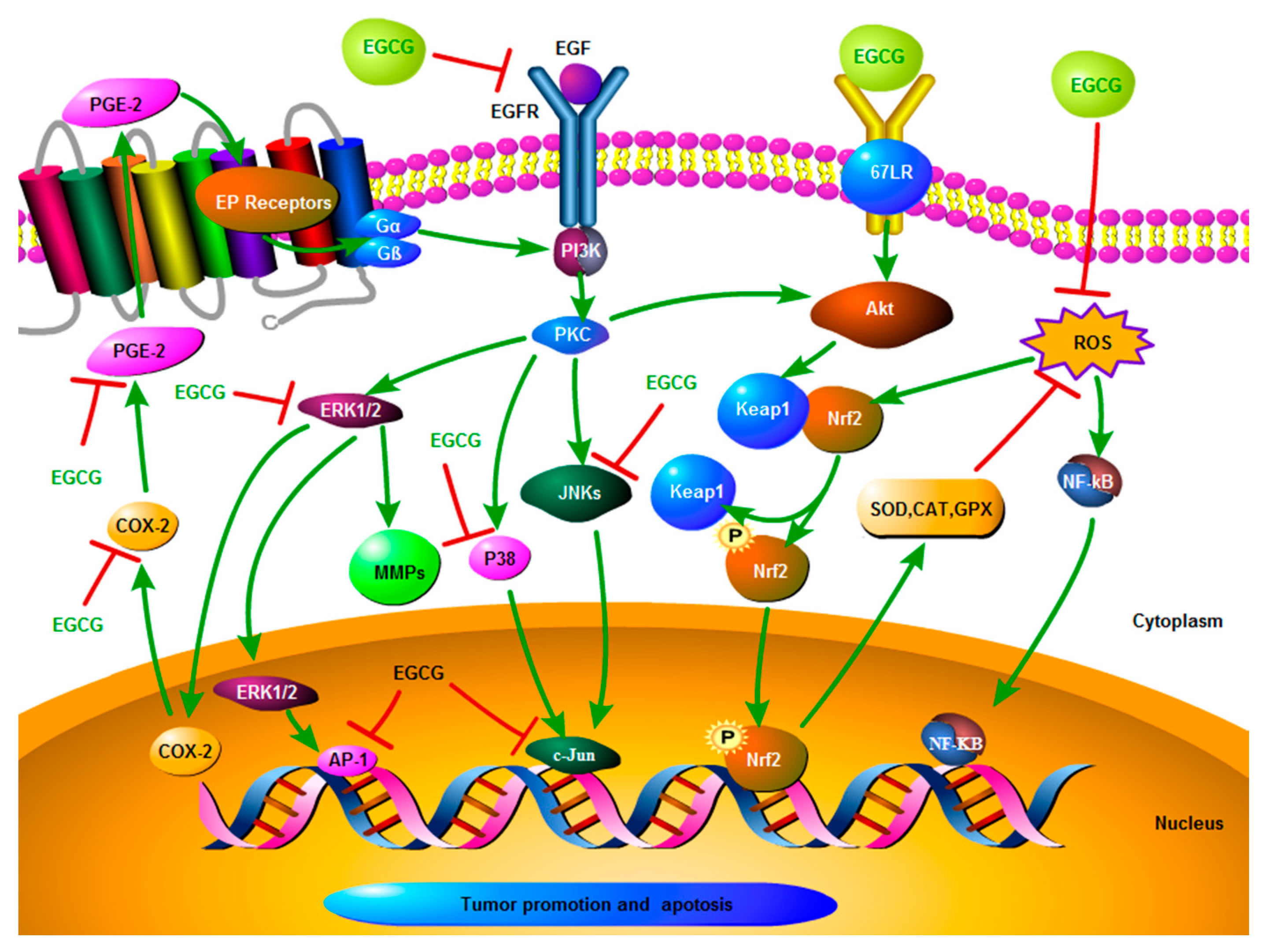 Molecules 24 00954 g001 Molecules 24 00954 g001
