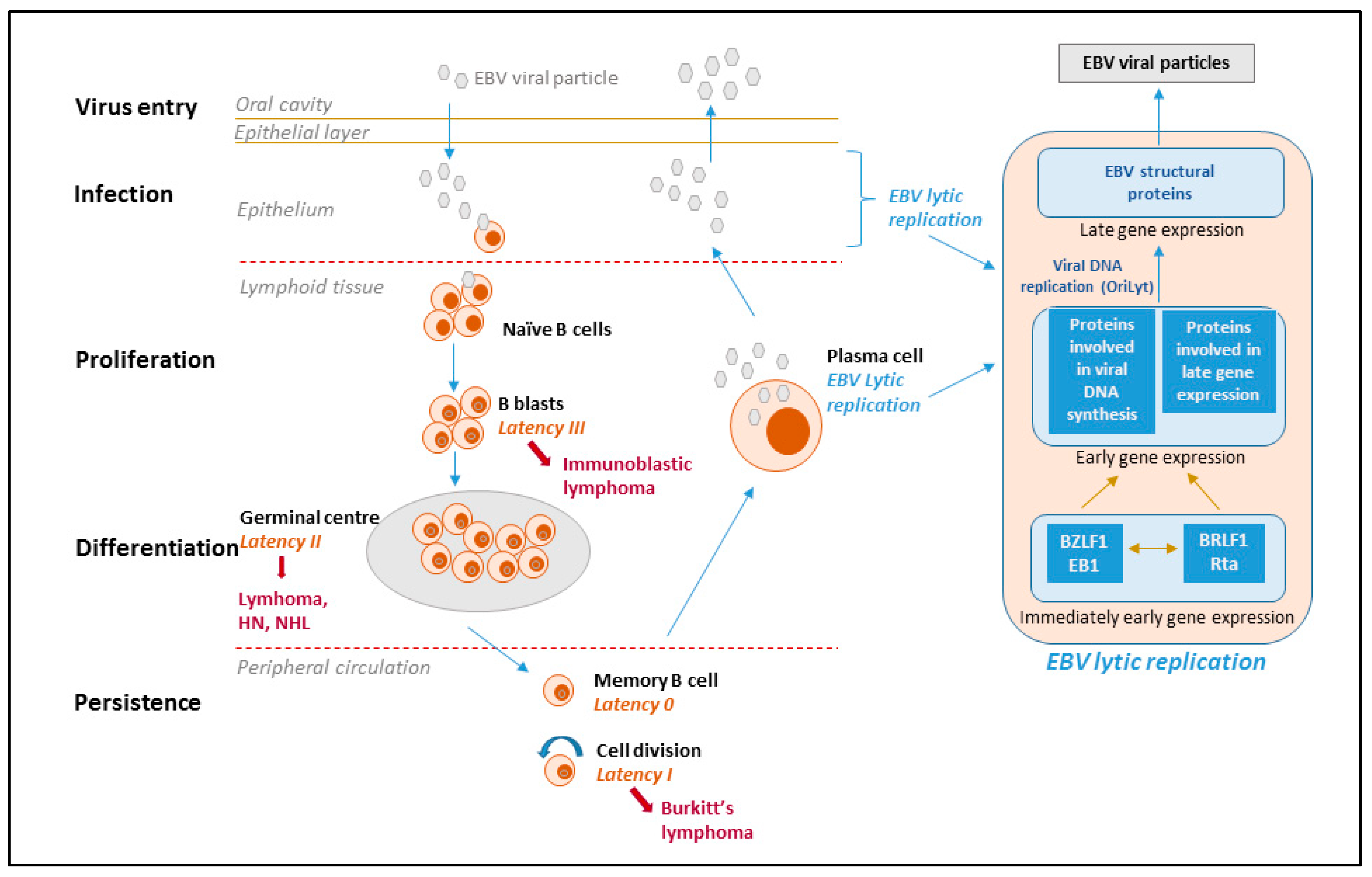 Molecules 24 00997 g001