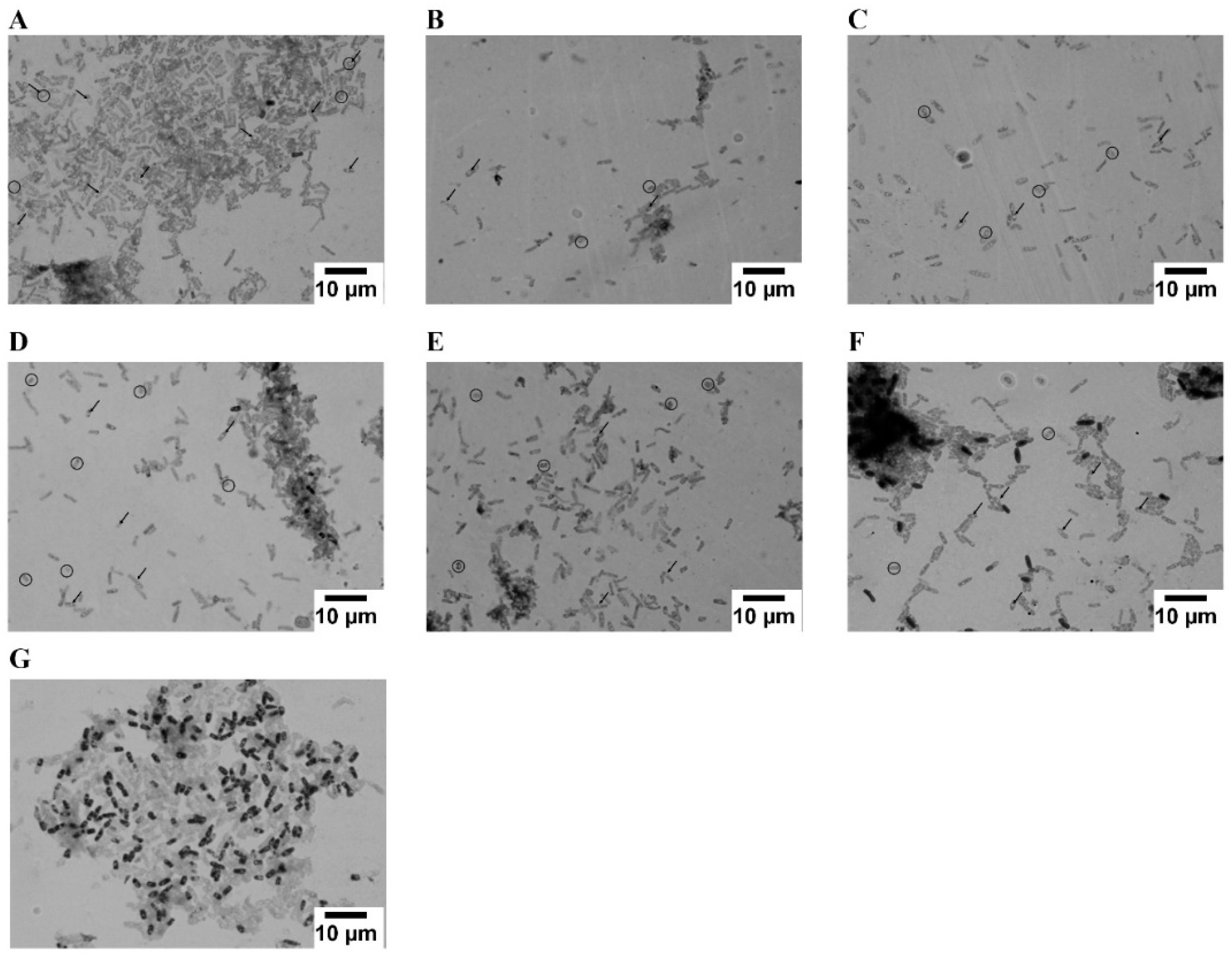 Molecules 24 01005 g002 Molecules 24 01005 g002