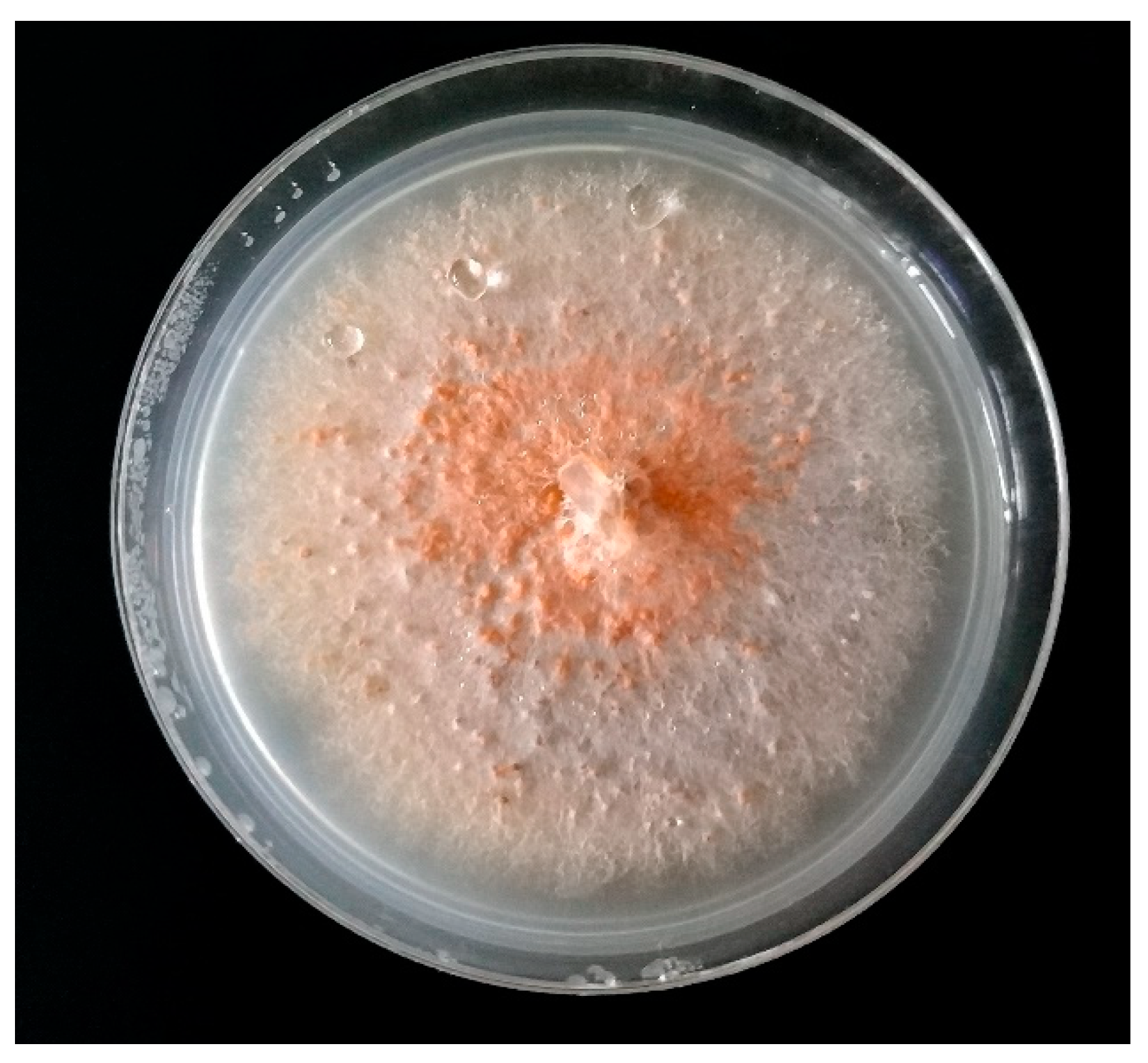 Molecules 24 01200 g004