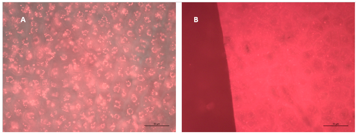 Molecules 24 01275 g005 Molecules 24 01275 g005