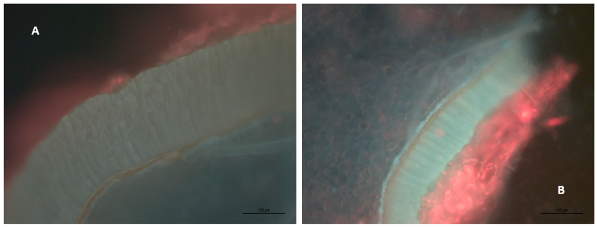 Molecules 24 01275 g006 Molecules 24 01275 g006