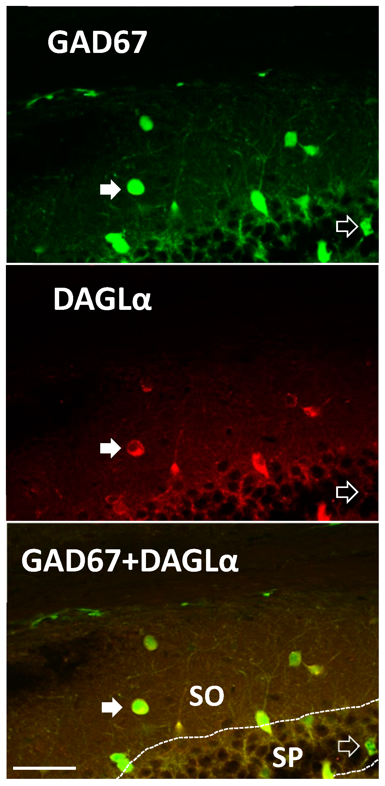 Molecules 24 01306 g004
