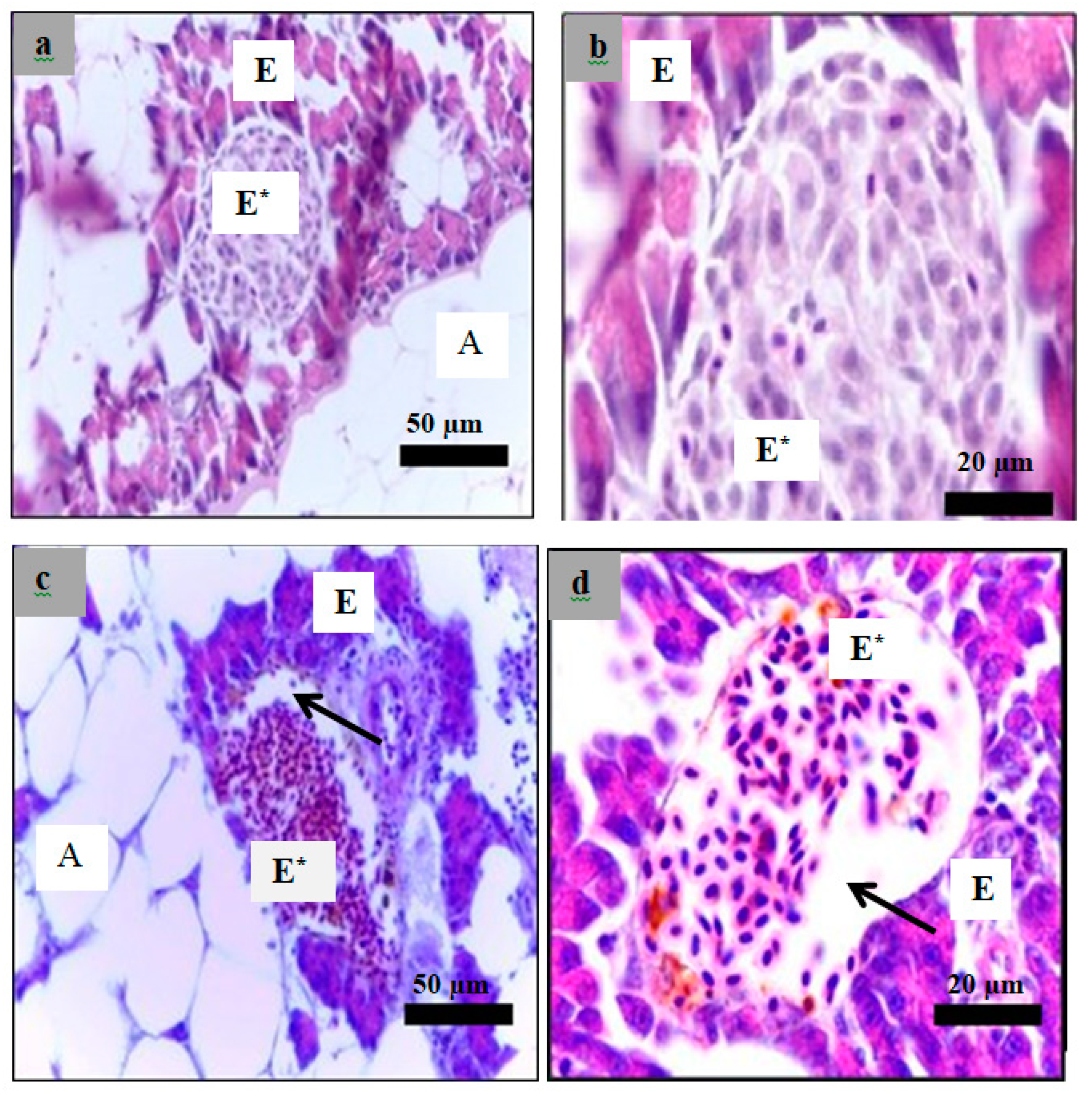 Molecules 24 01506 g011