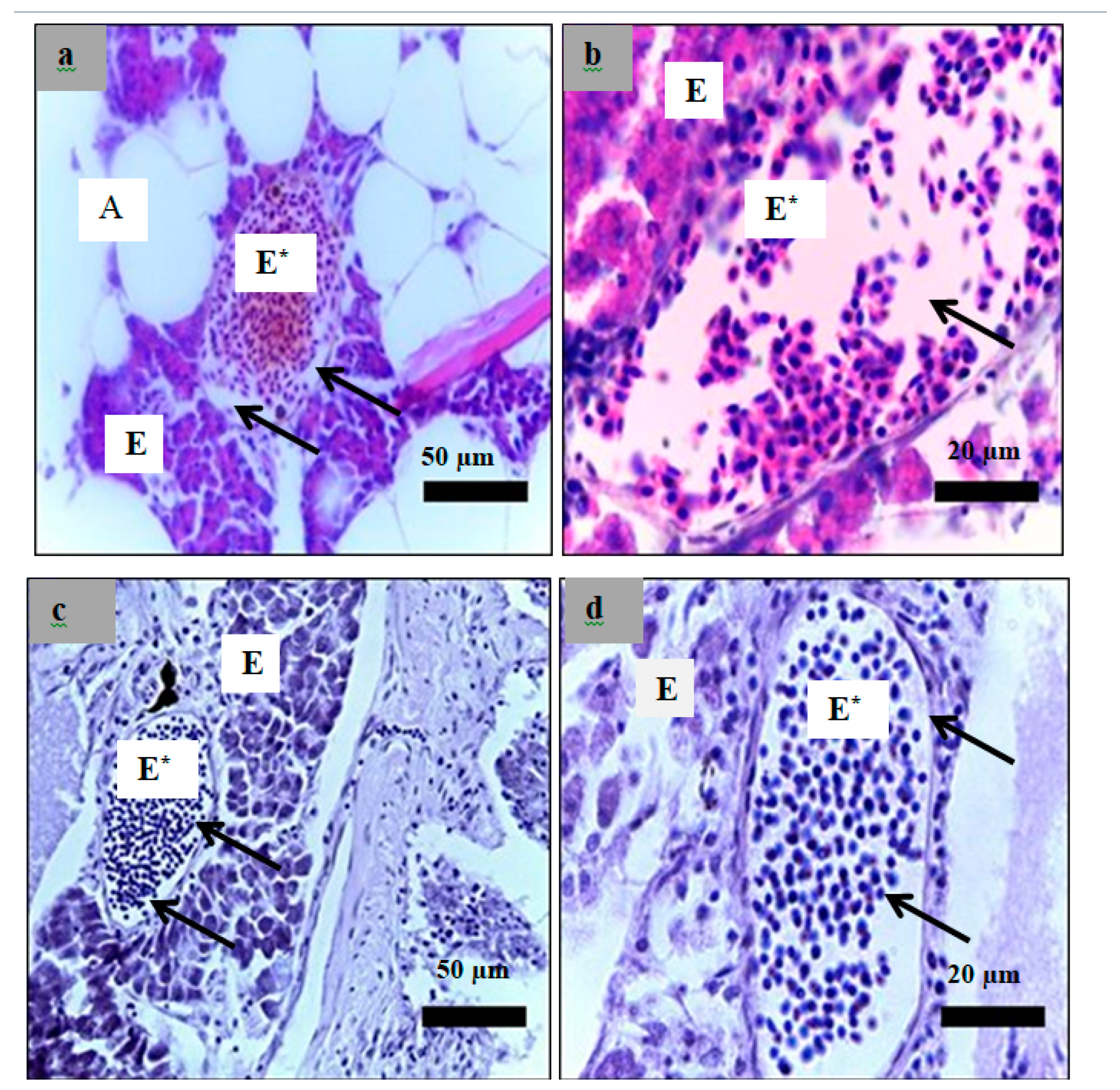 Molecules 24 01506 g012